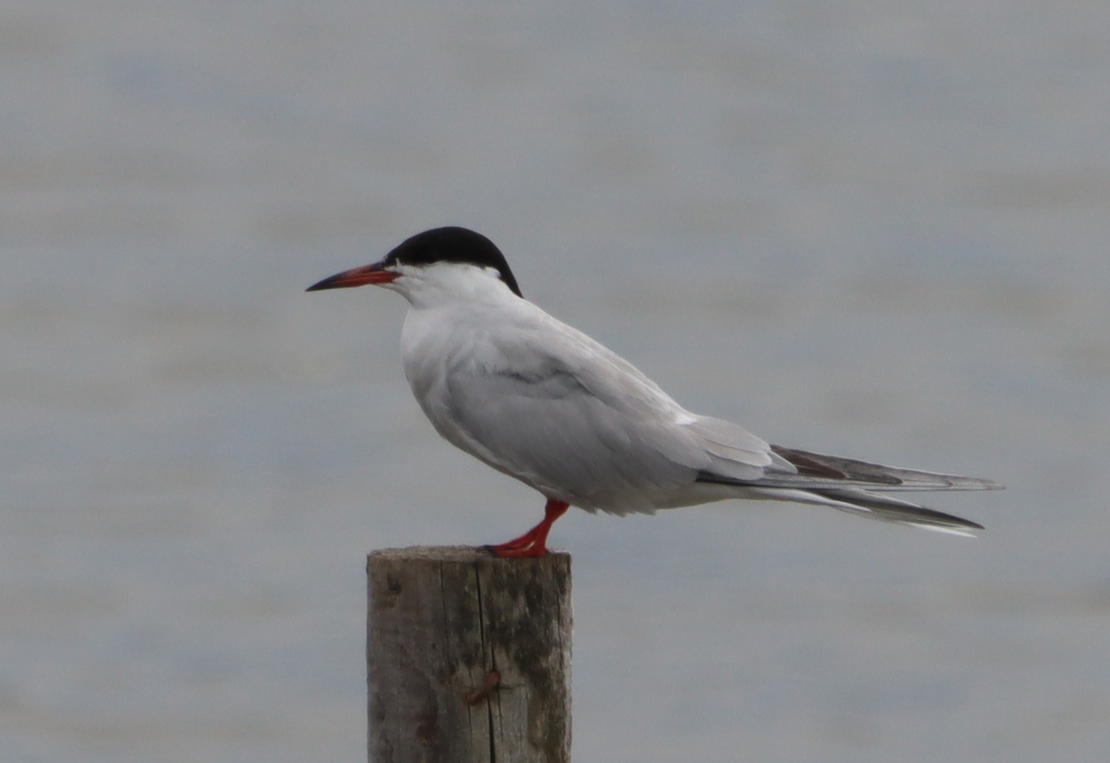 Common Tern - 15-08-2022