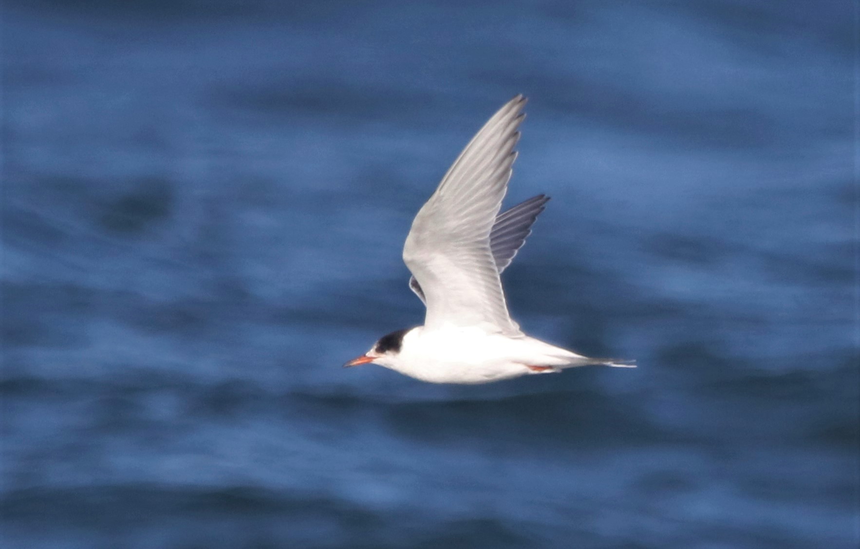 Common Tern - 11-10-2021