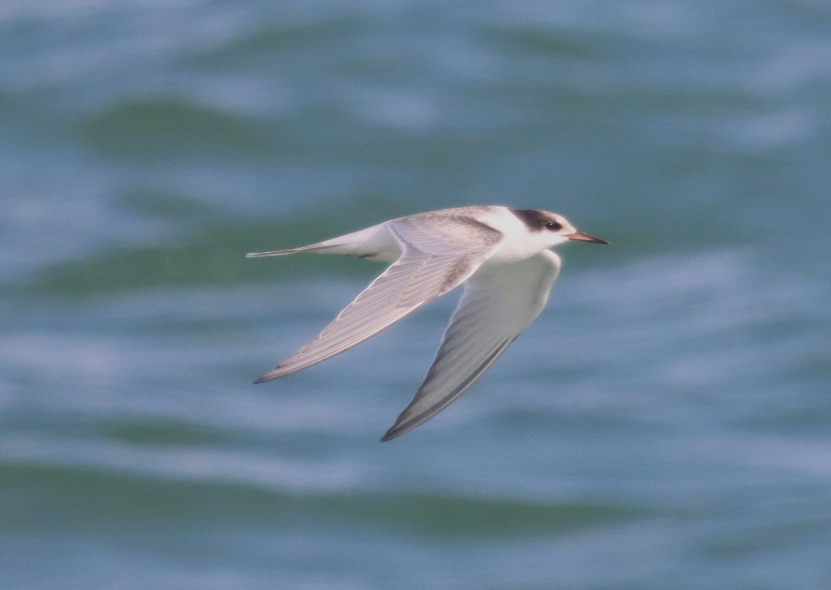 Common Tern - 02-09-2022