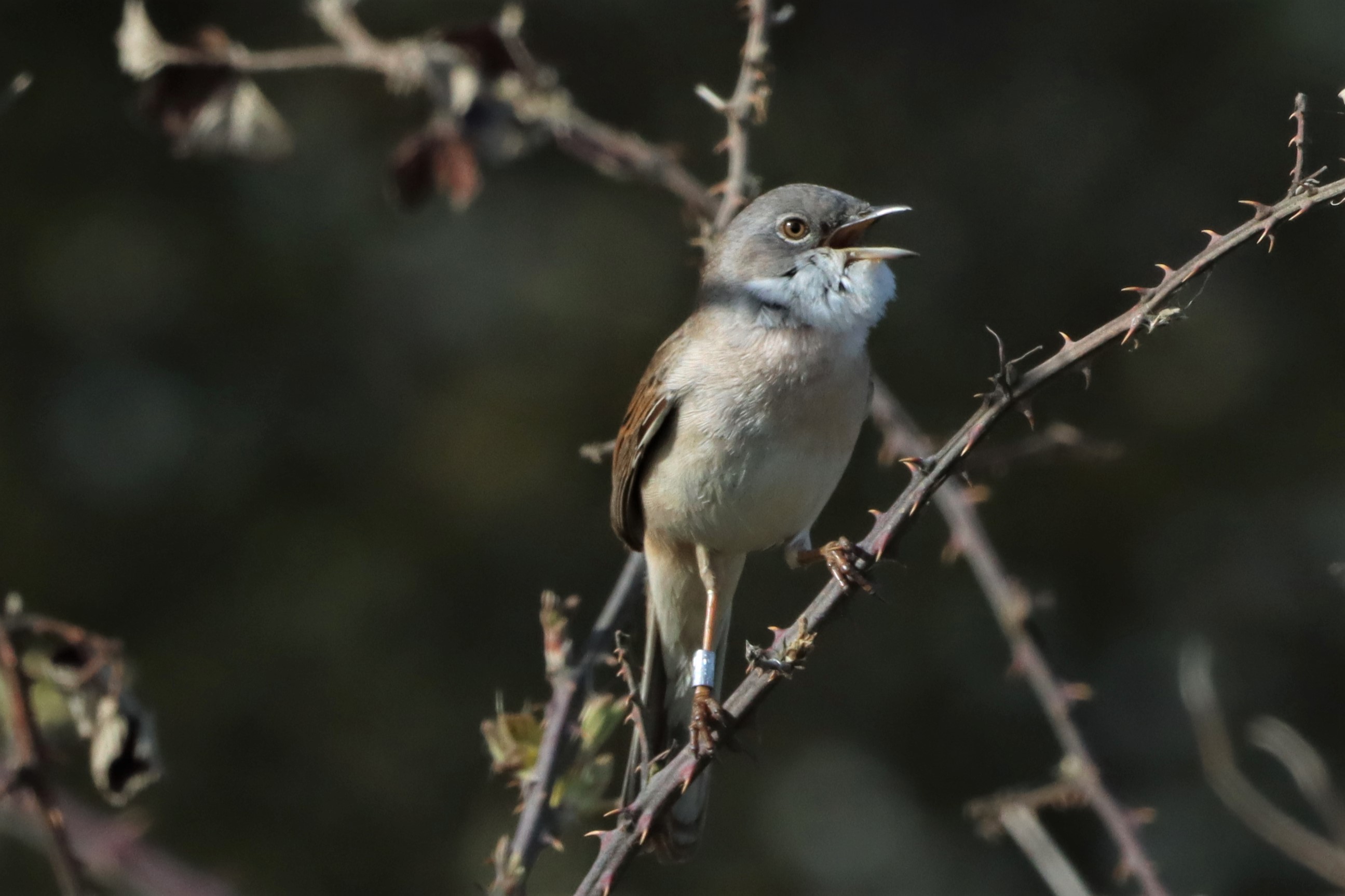 Whitethroat - 25-04-2021