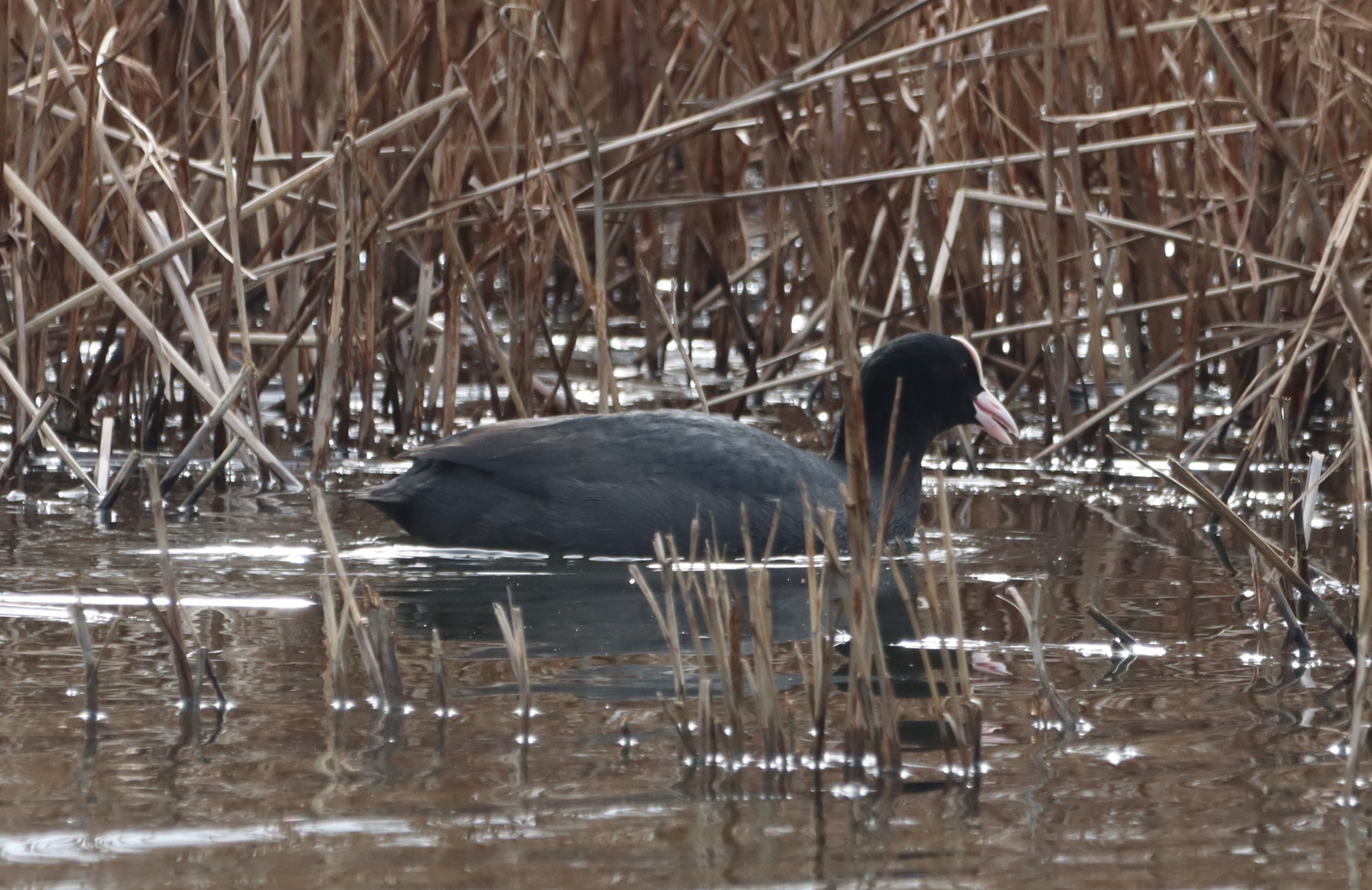 Coot - 16-03-2026