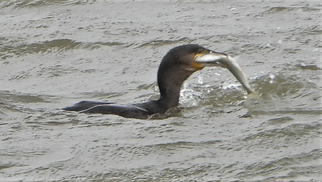 Cormorant - 26-05-2021