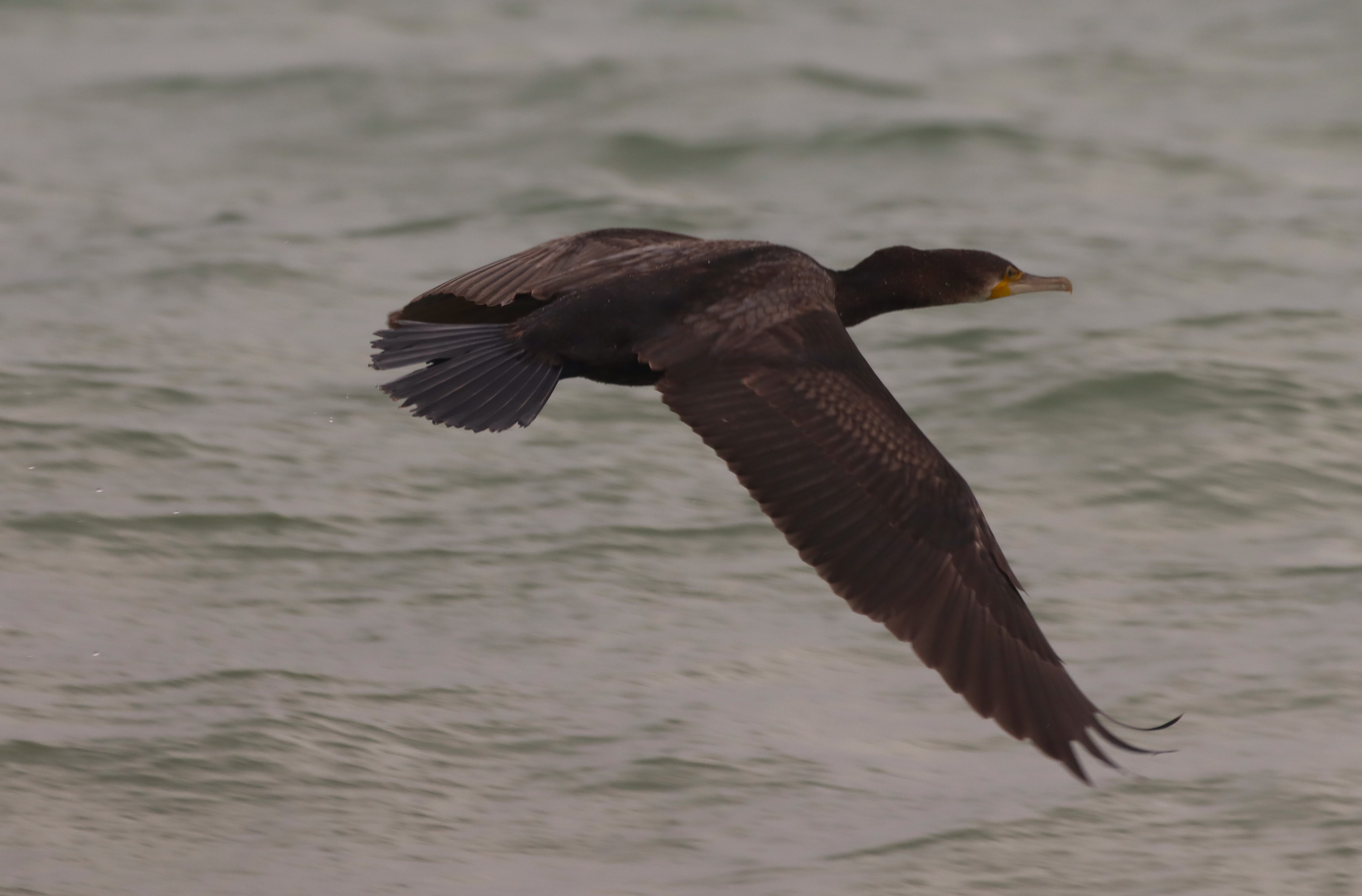 Cormorant - 18-08-2025