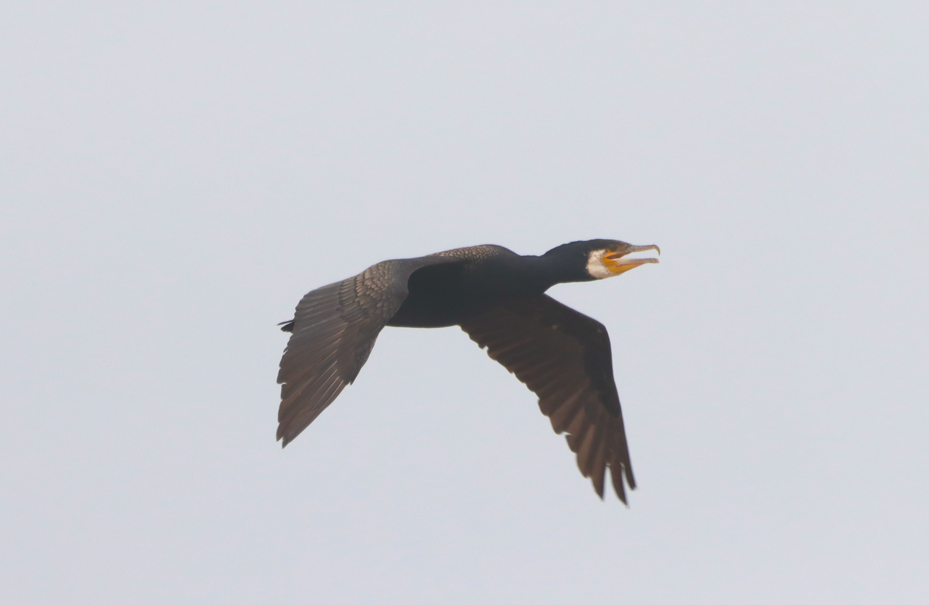 Cormorant - 18-08-2025