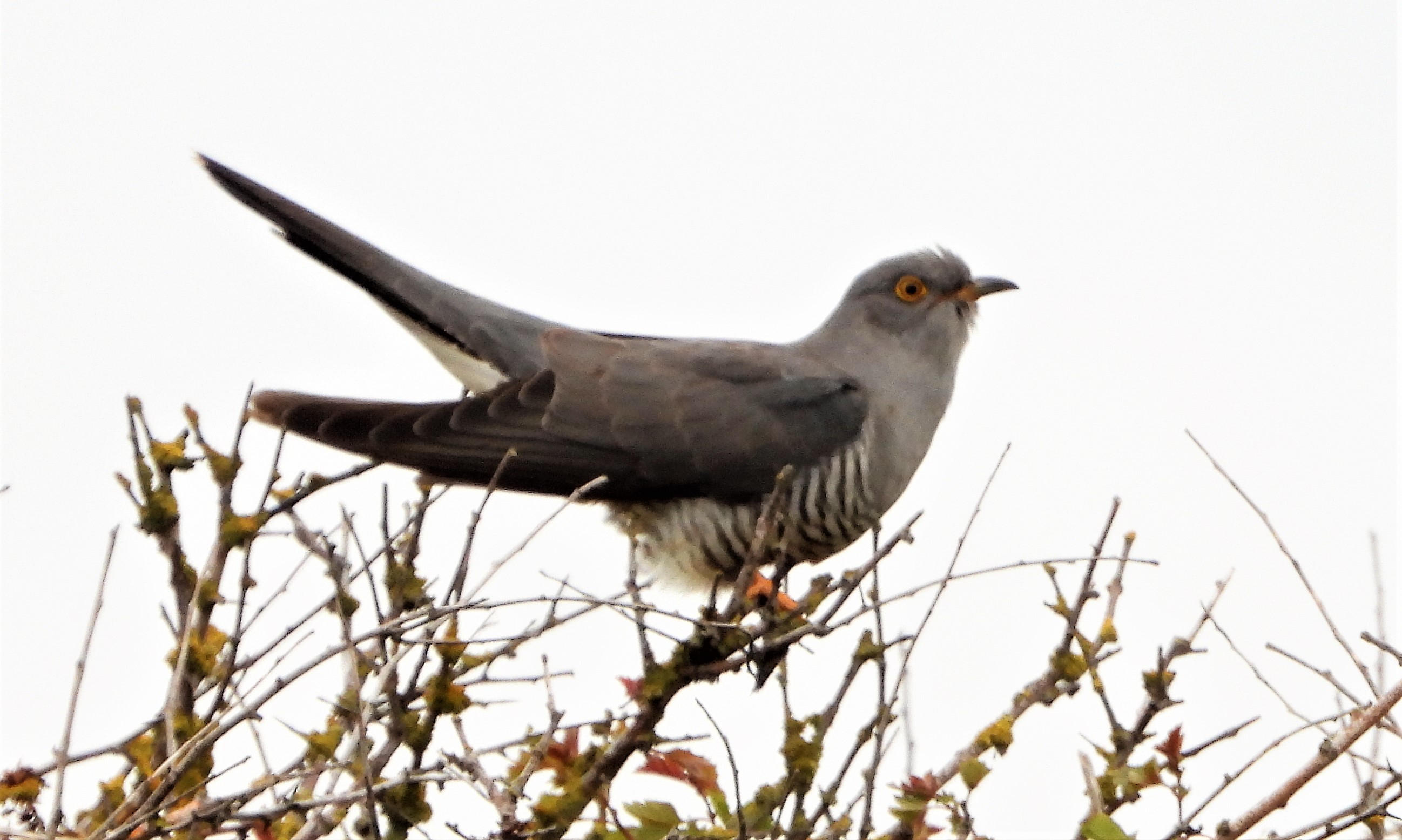 Cuckoo - 20-05-2021