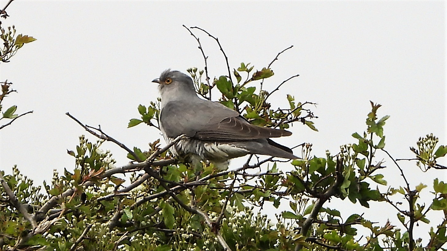 Cuckoo - 21-05-2021