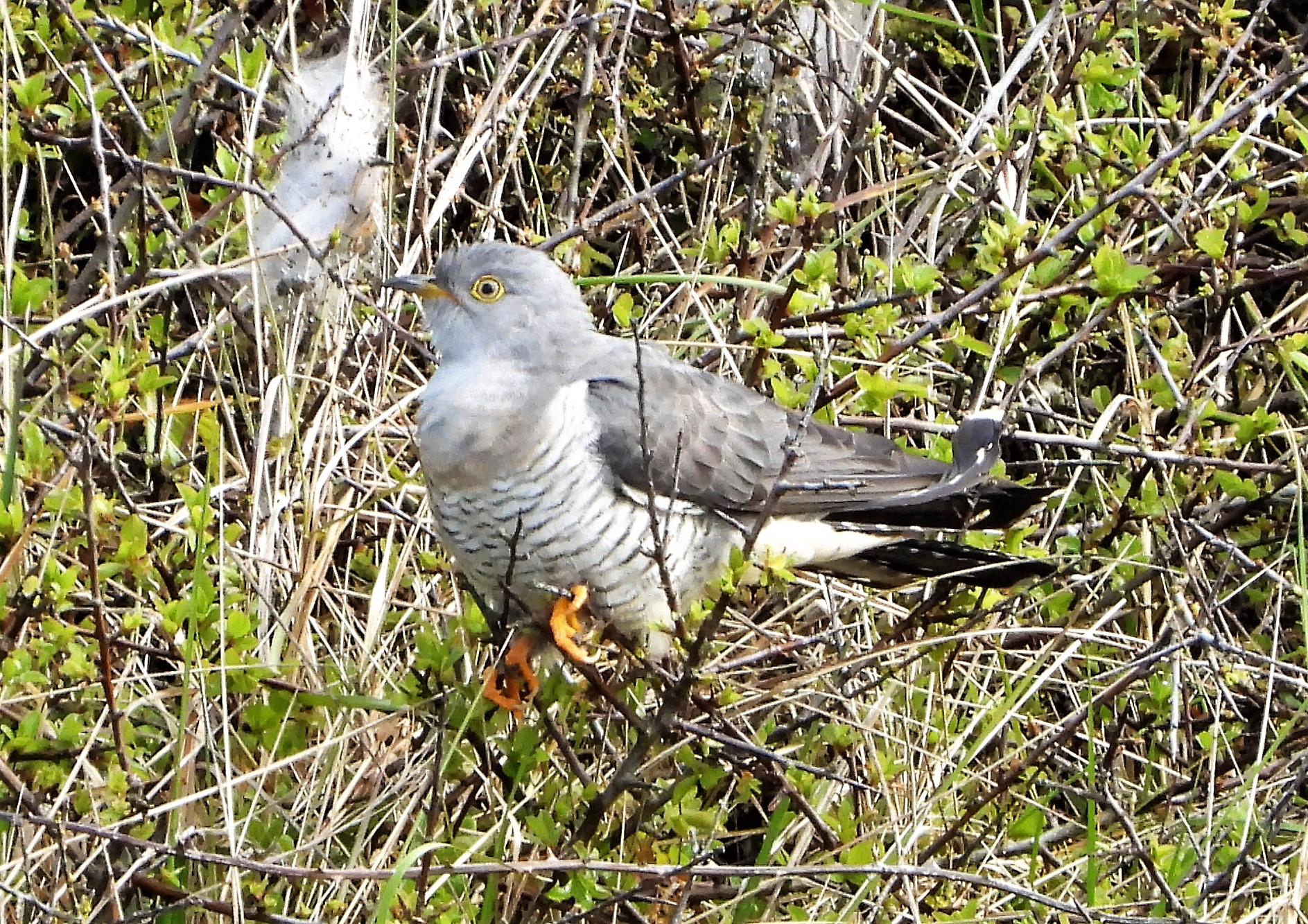 Cuckoo - 30-04-2021