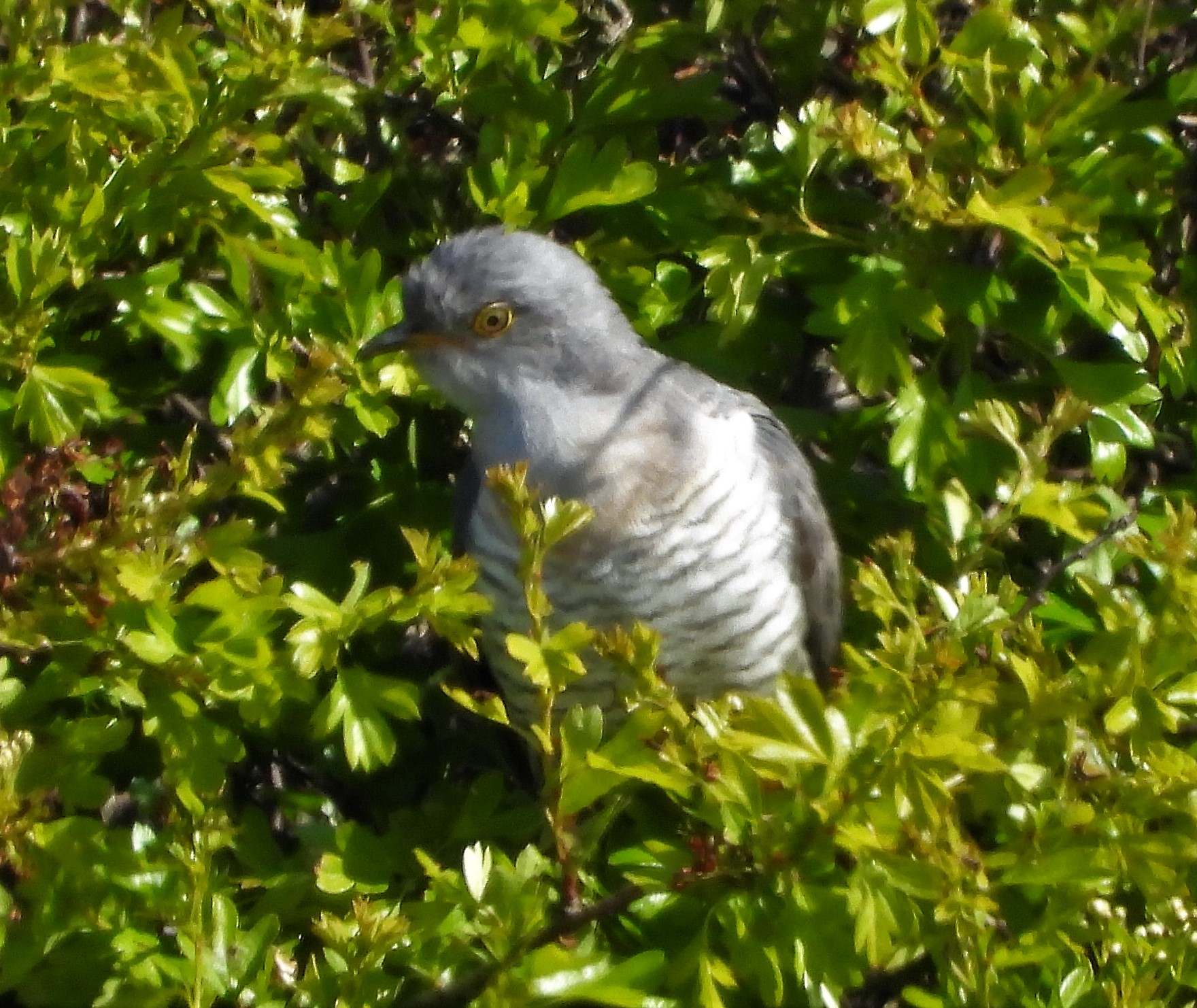 Cuckoo - 07-05-2021