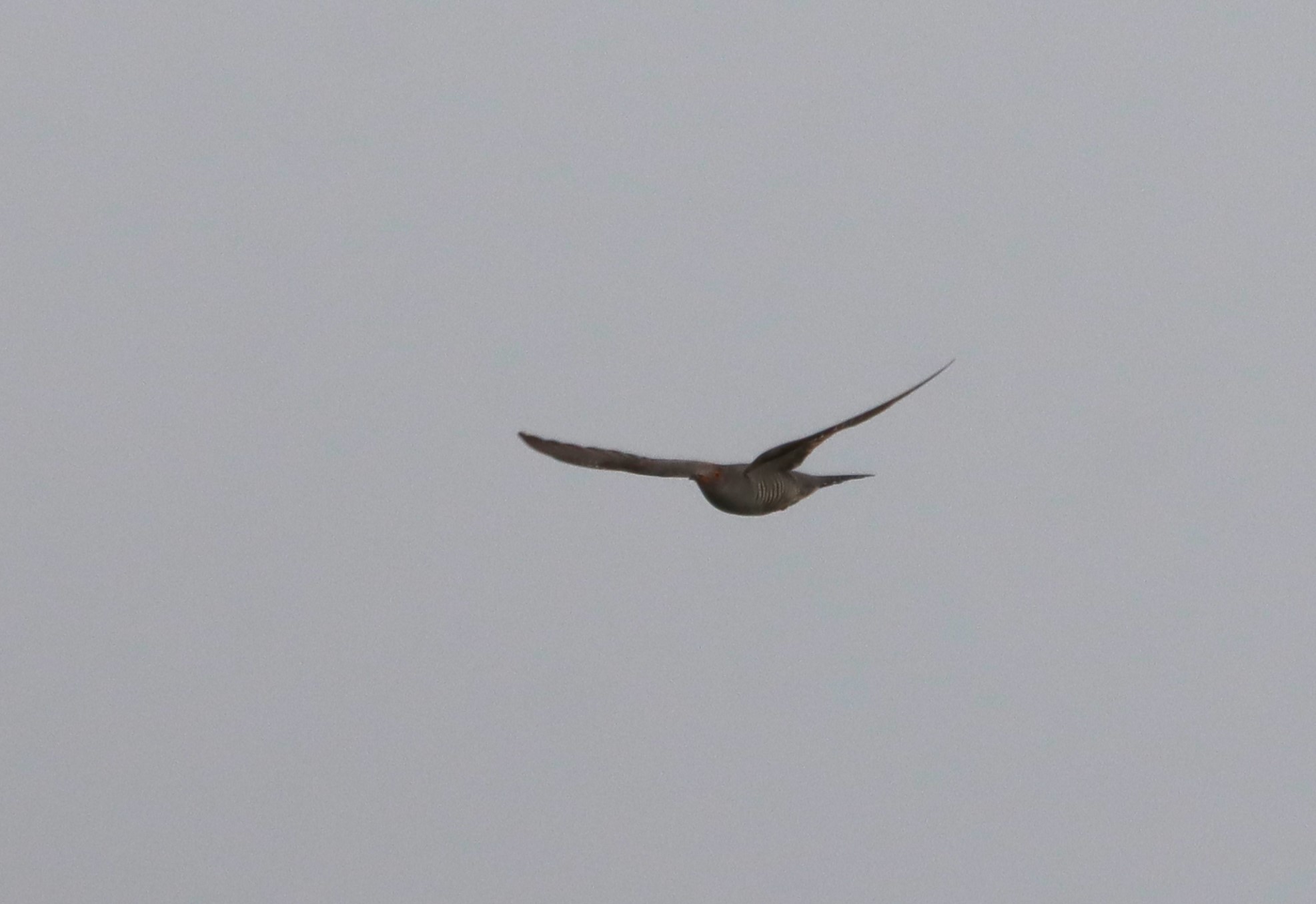 Cuckoo - 02-06-2026