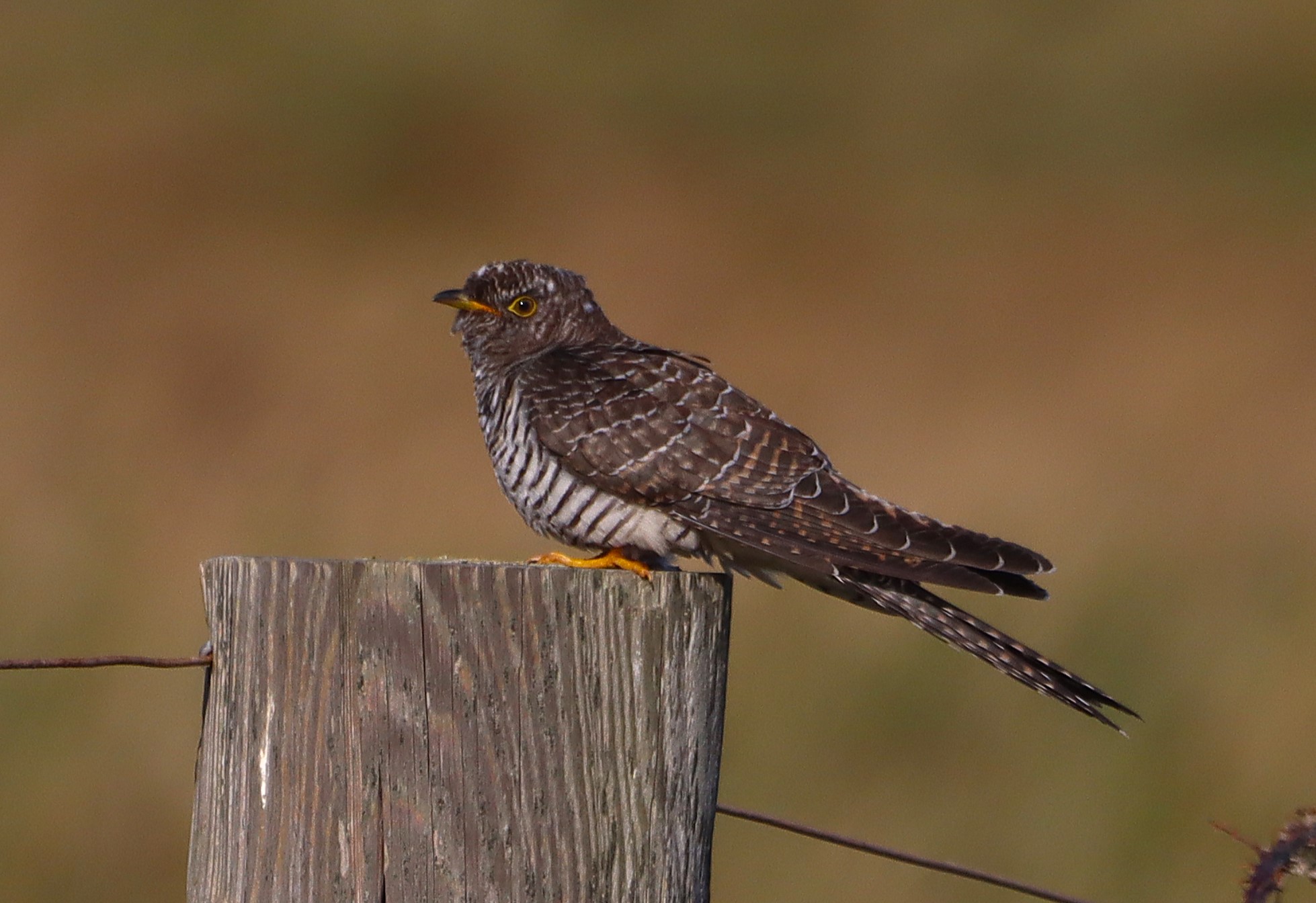Cuckoo - 01-09-2025