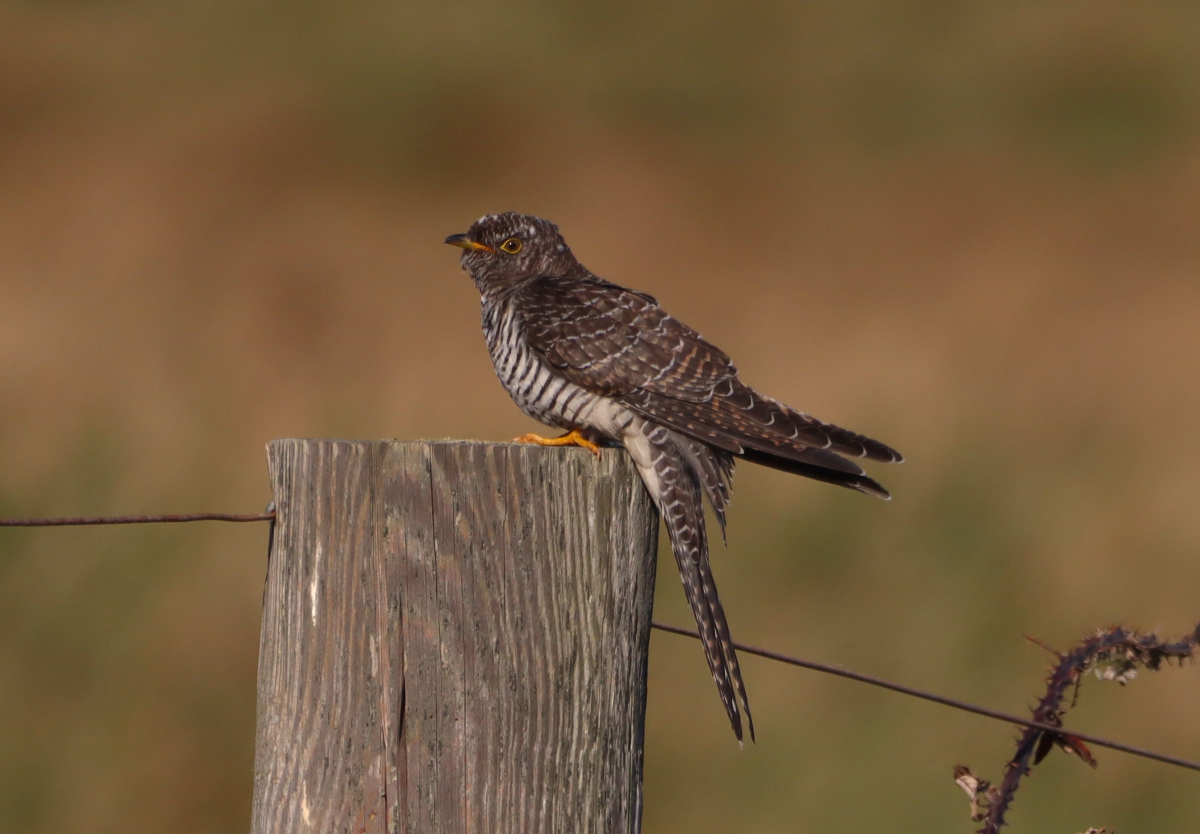 Cuckoo - 01-09-2025