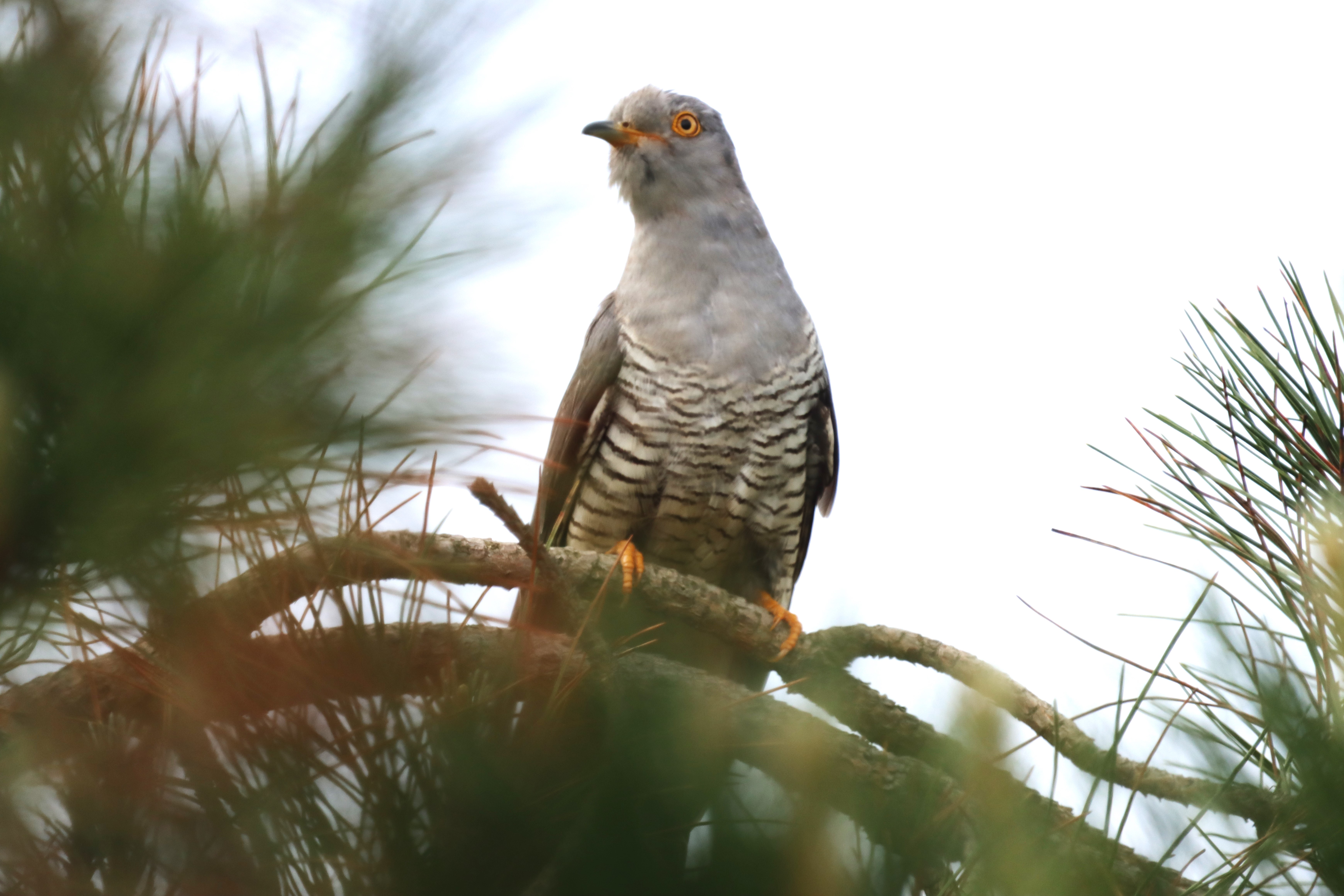 Cuckoo - 09-06-2023