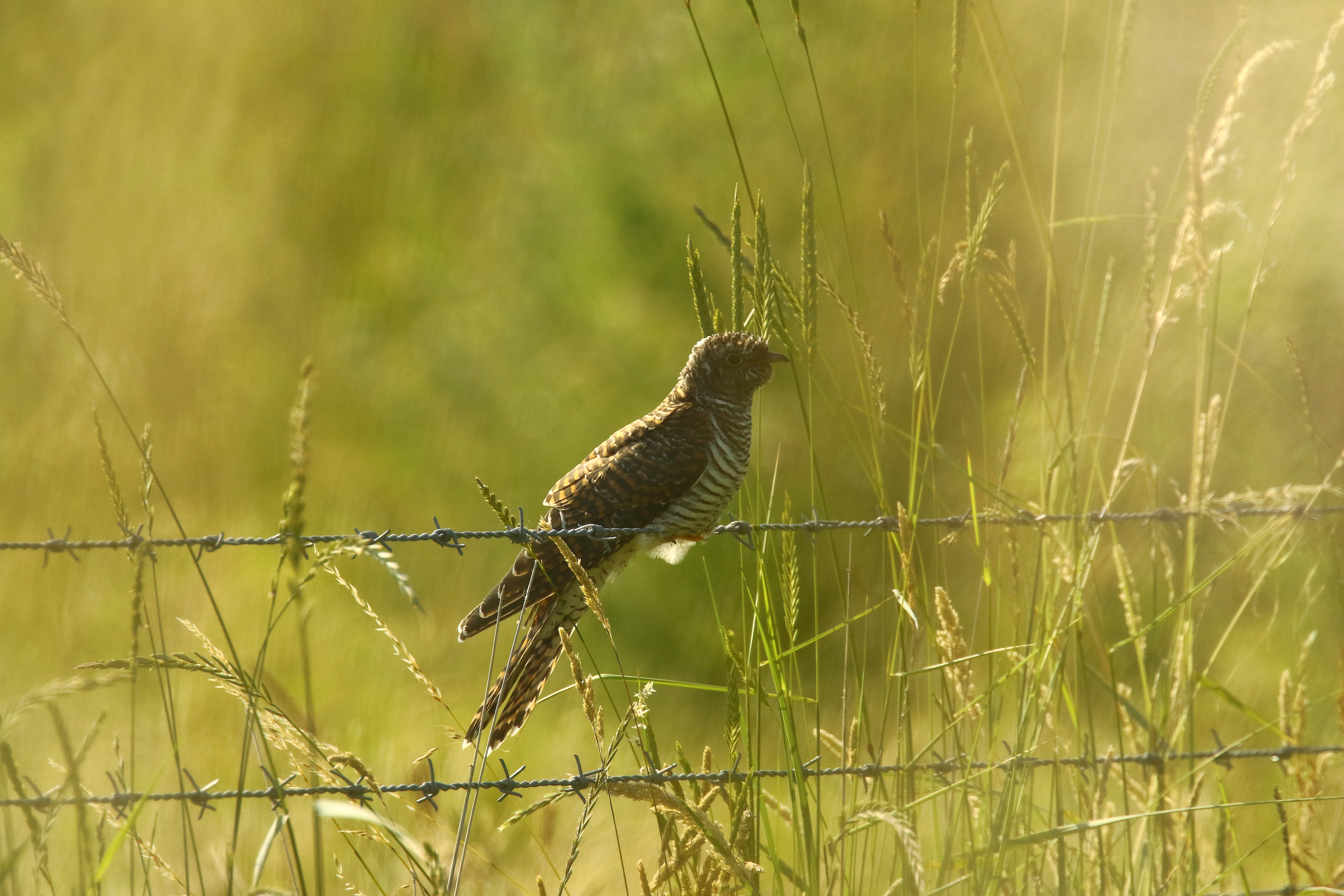 Cuckoo - 20-07-2021