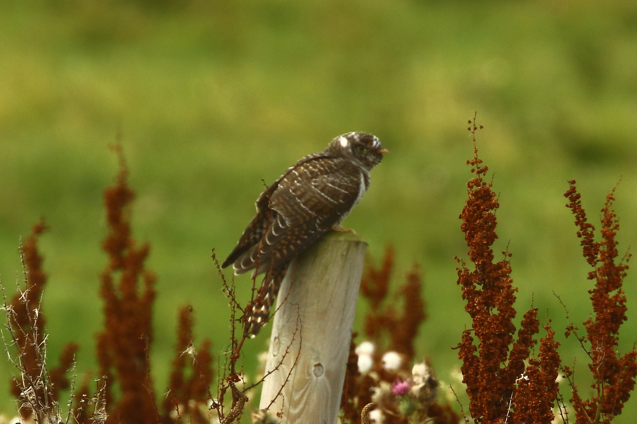 Cuckoo - 20-08-2021