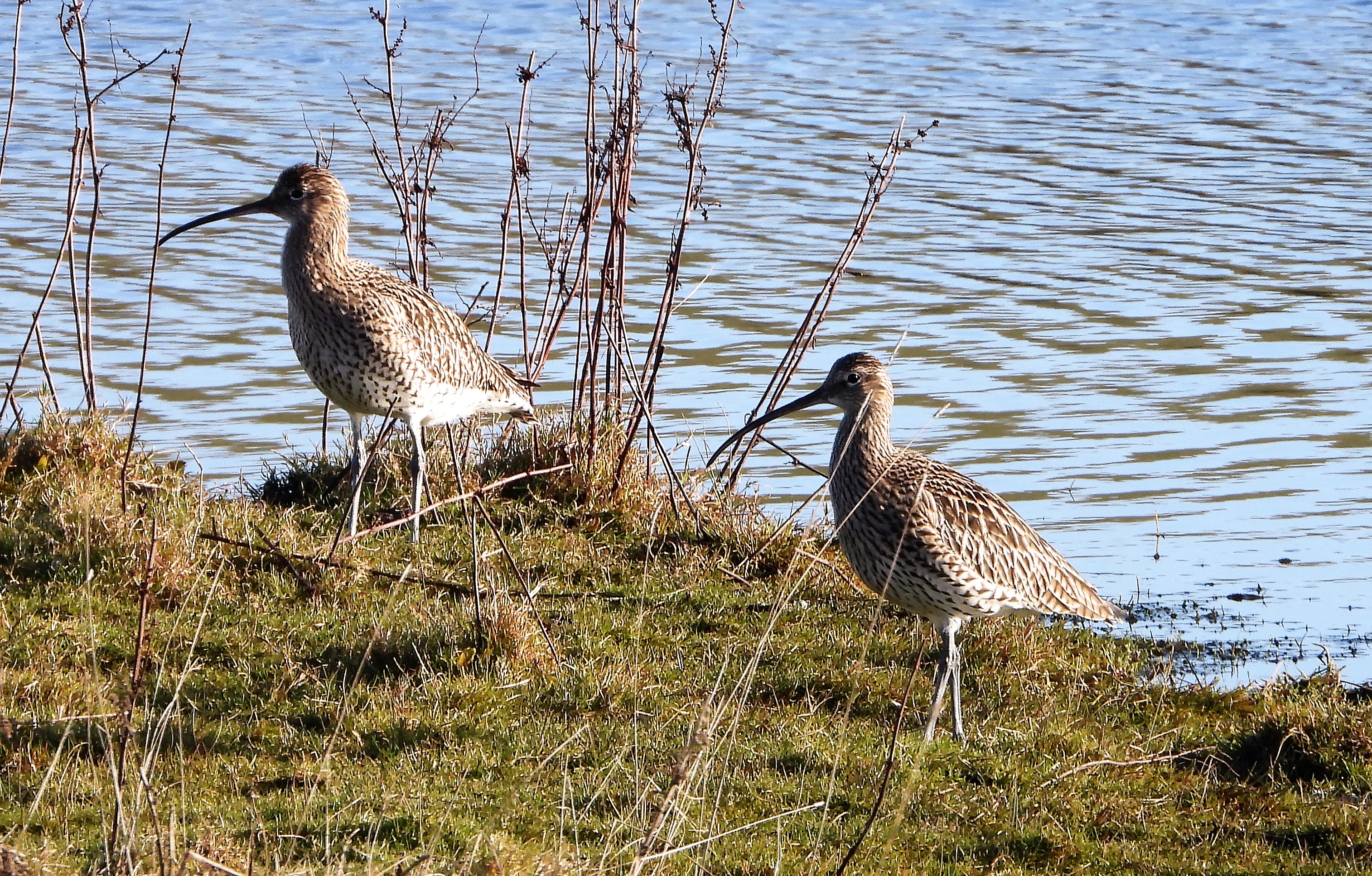 Curlew - 21-01-2022