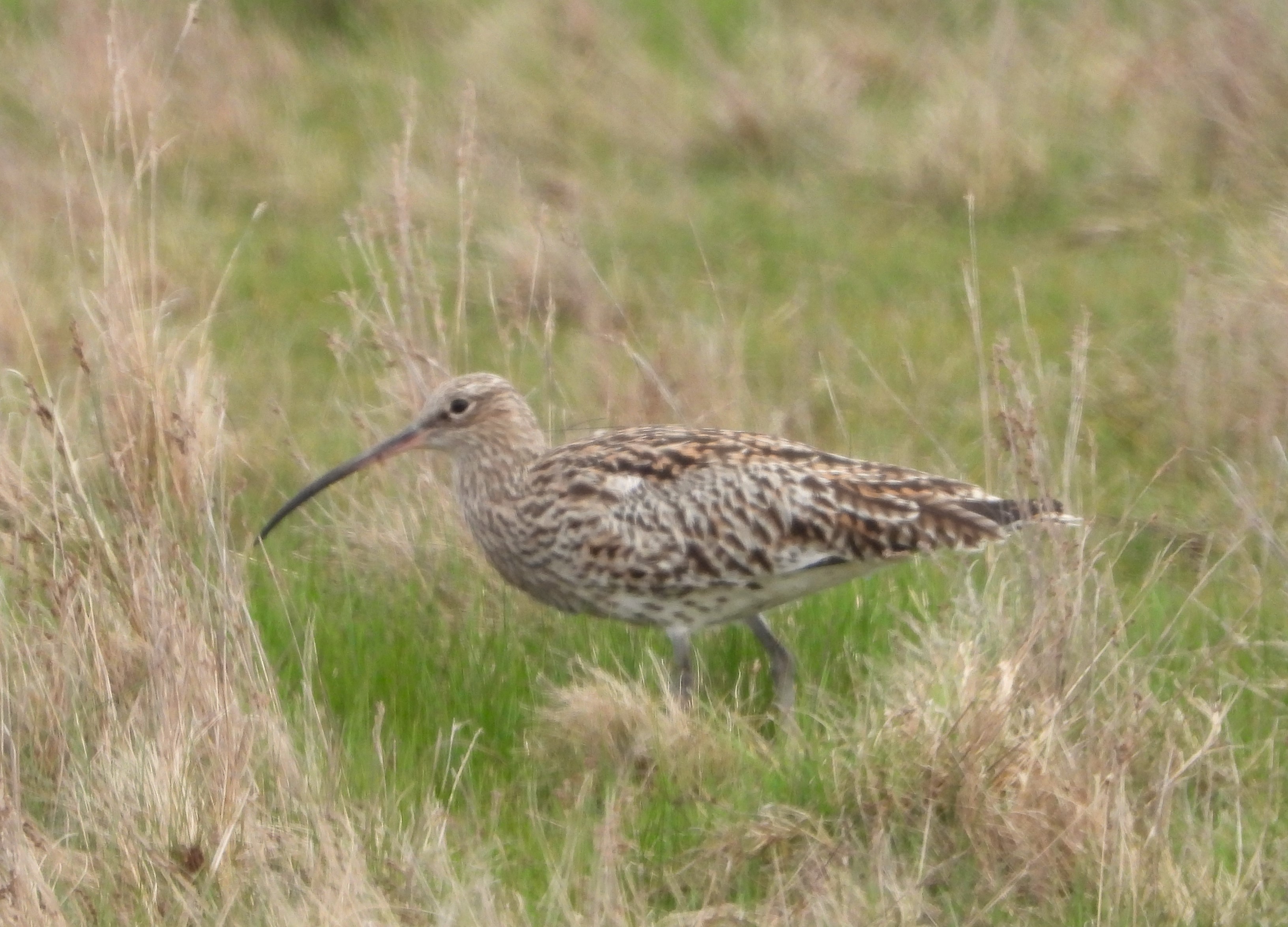 Curlew - 24-03-2024