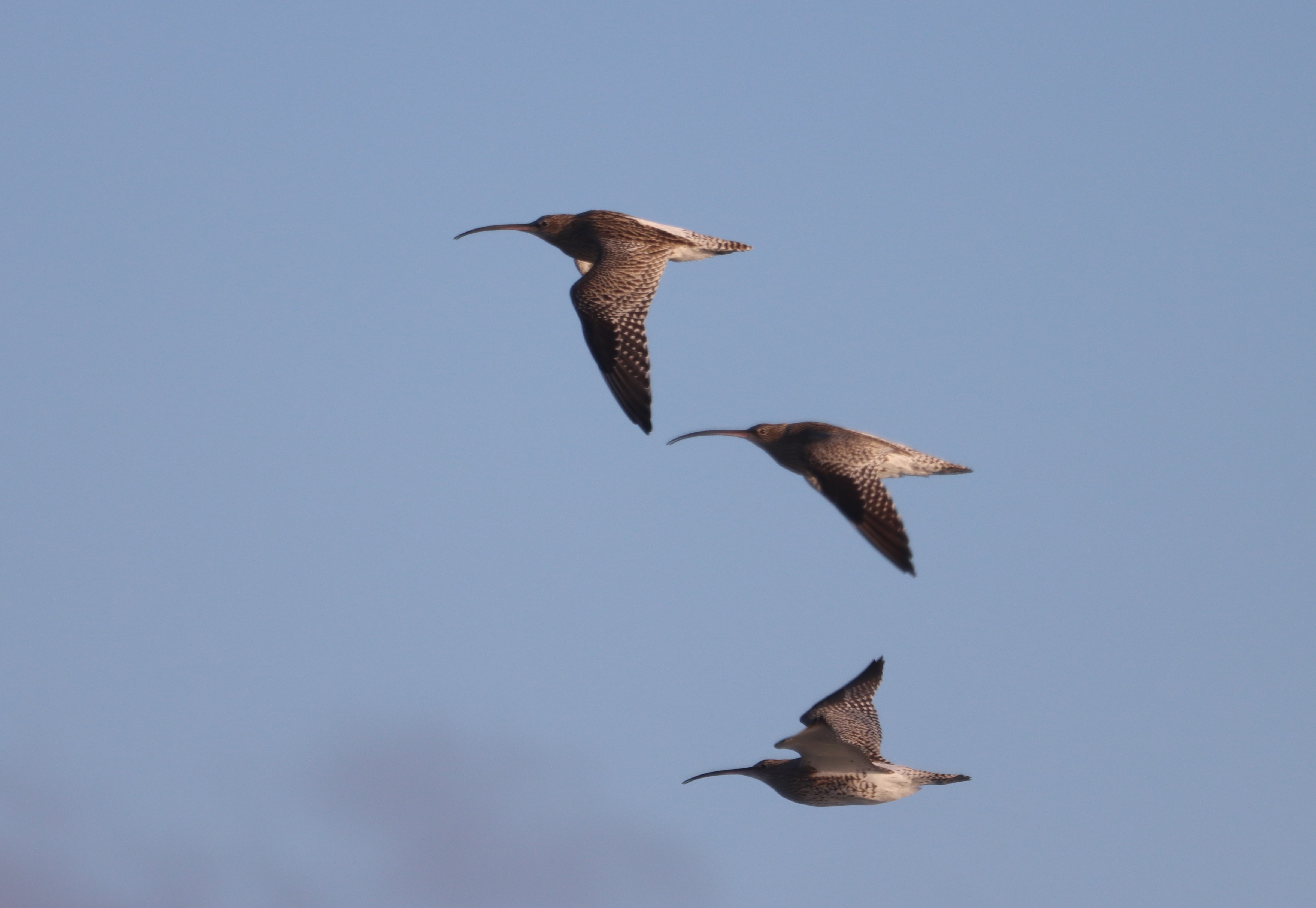 Curlew - 14-10-2023