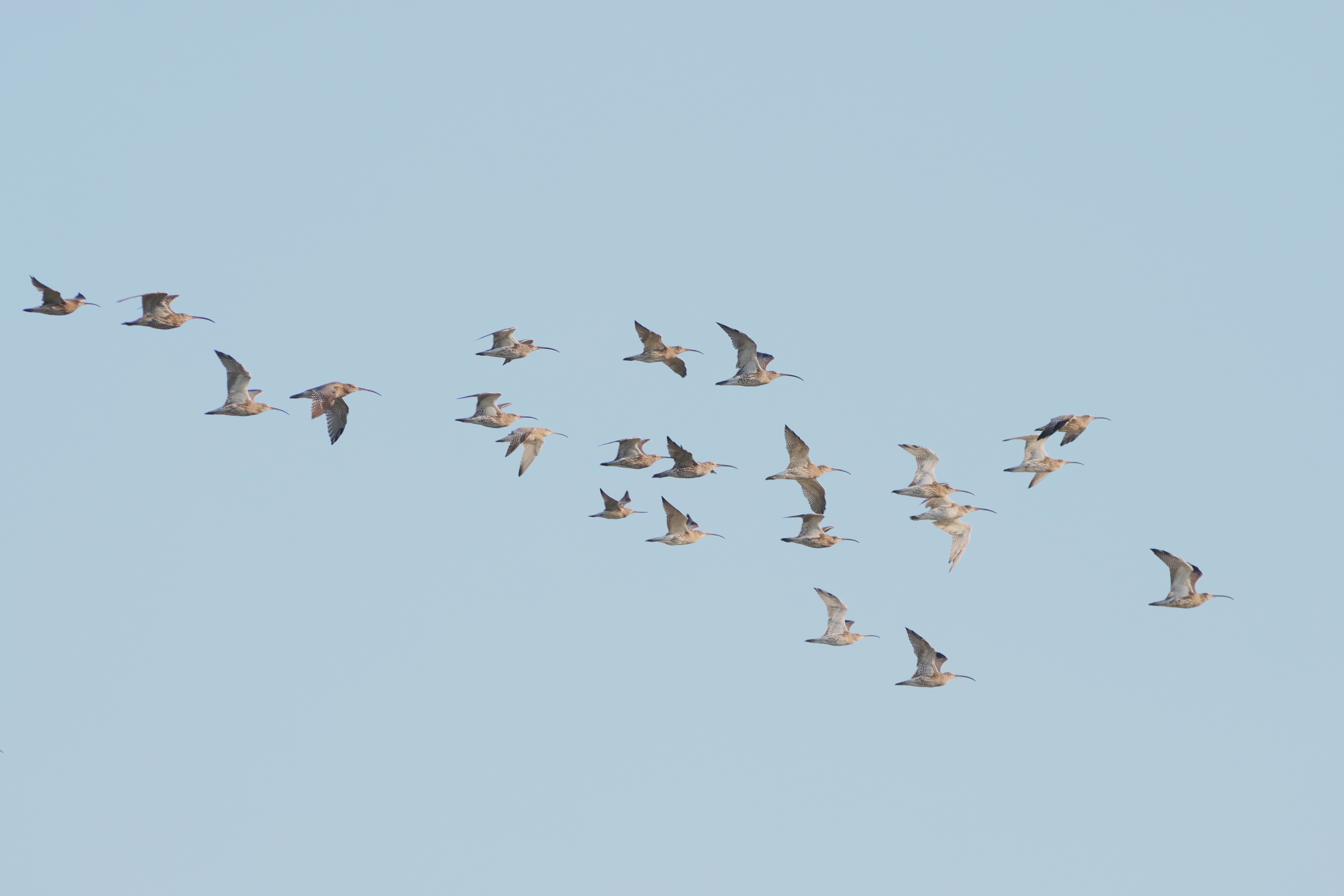 Curlew - 21-09-2024