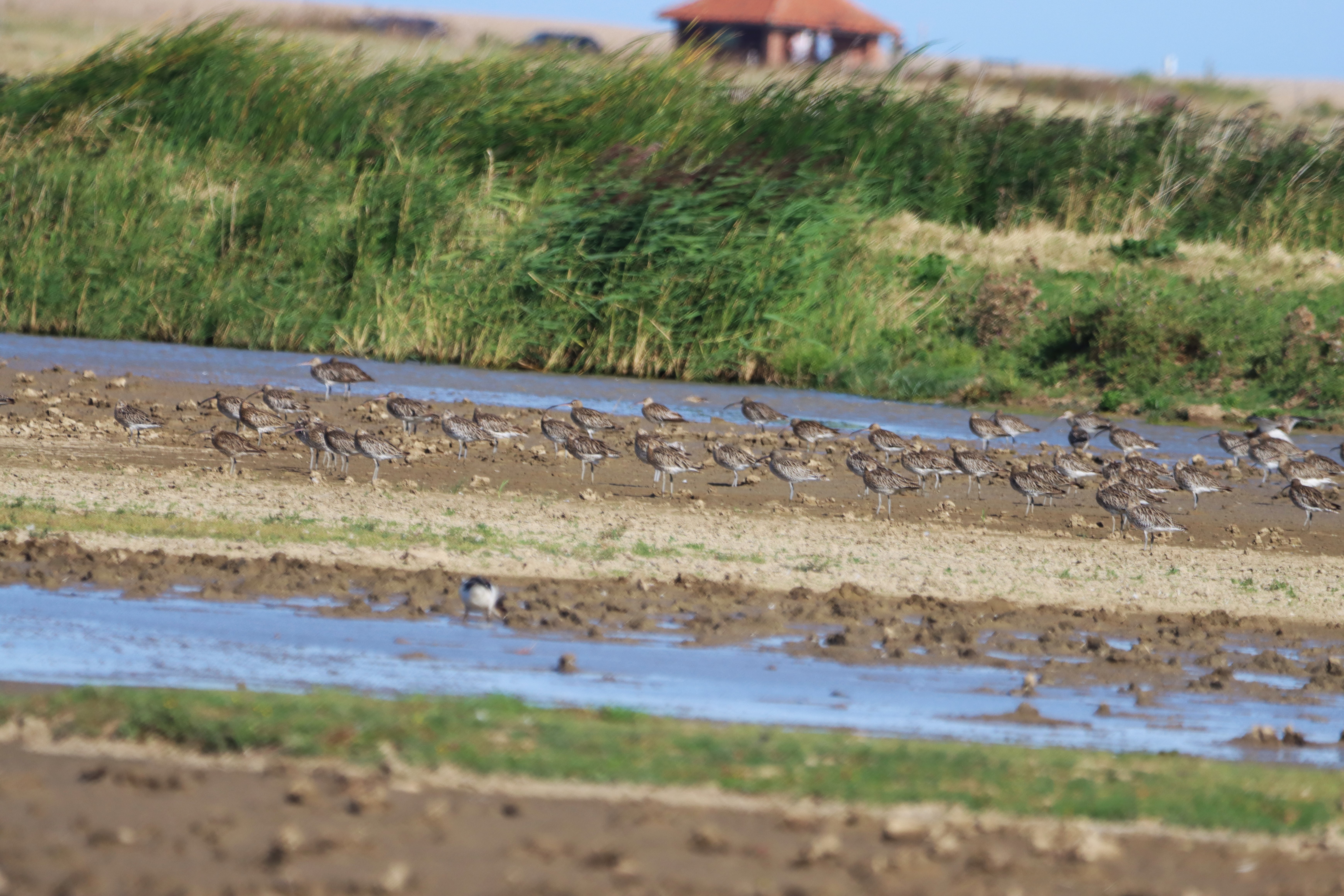 Curlew - 23-08-2024