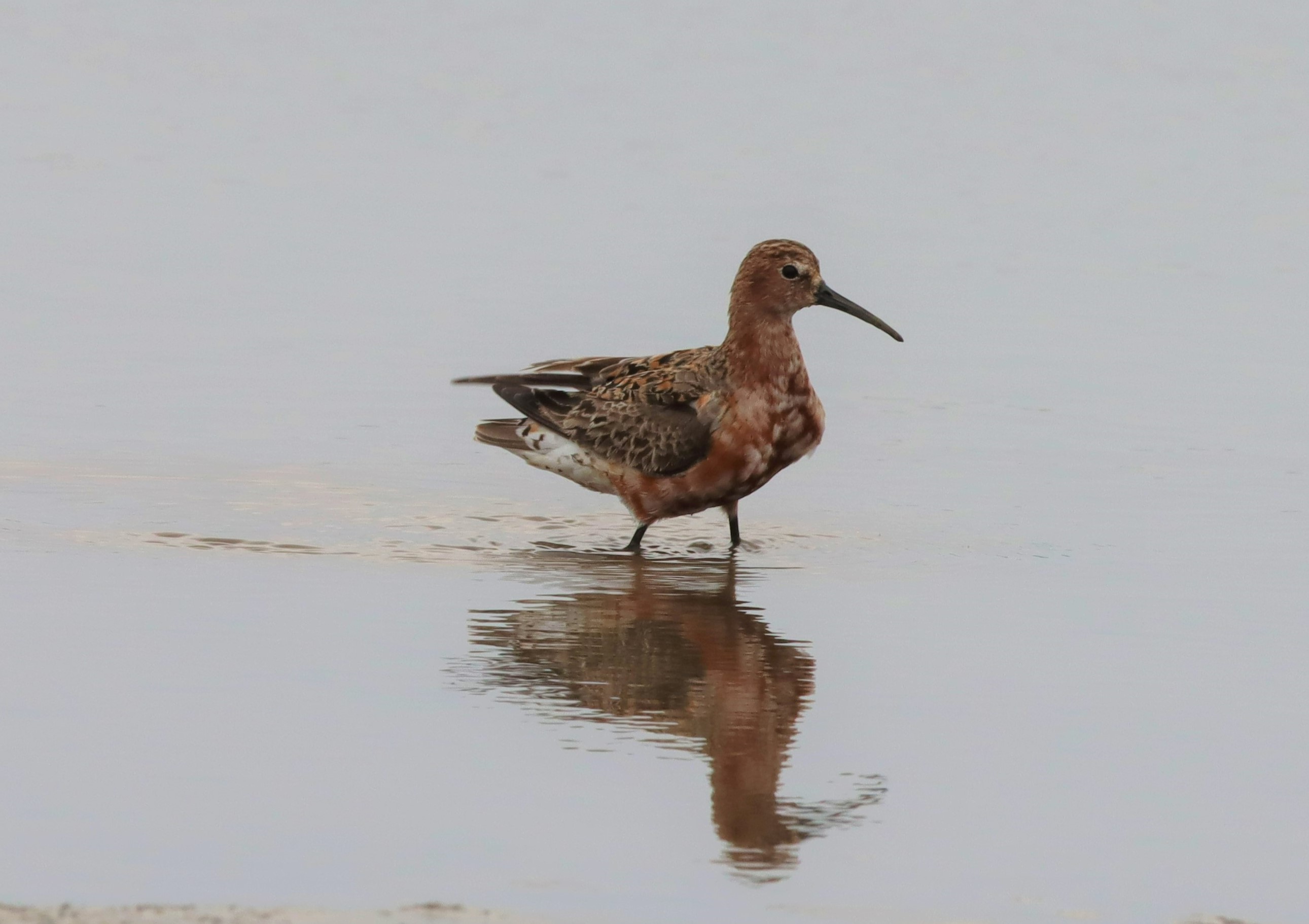 Curlew Sandpiper - 20-07-2022