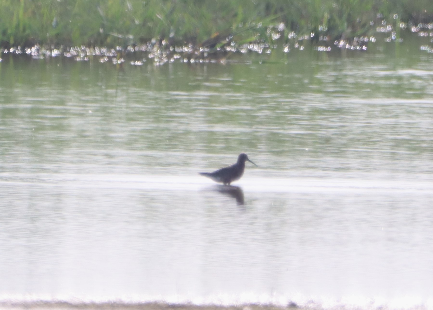 Curlew Sandpiper - 23-05-2026