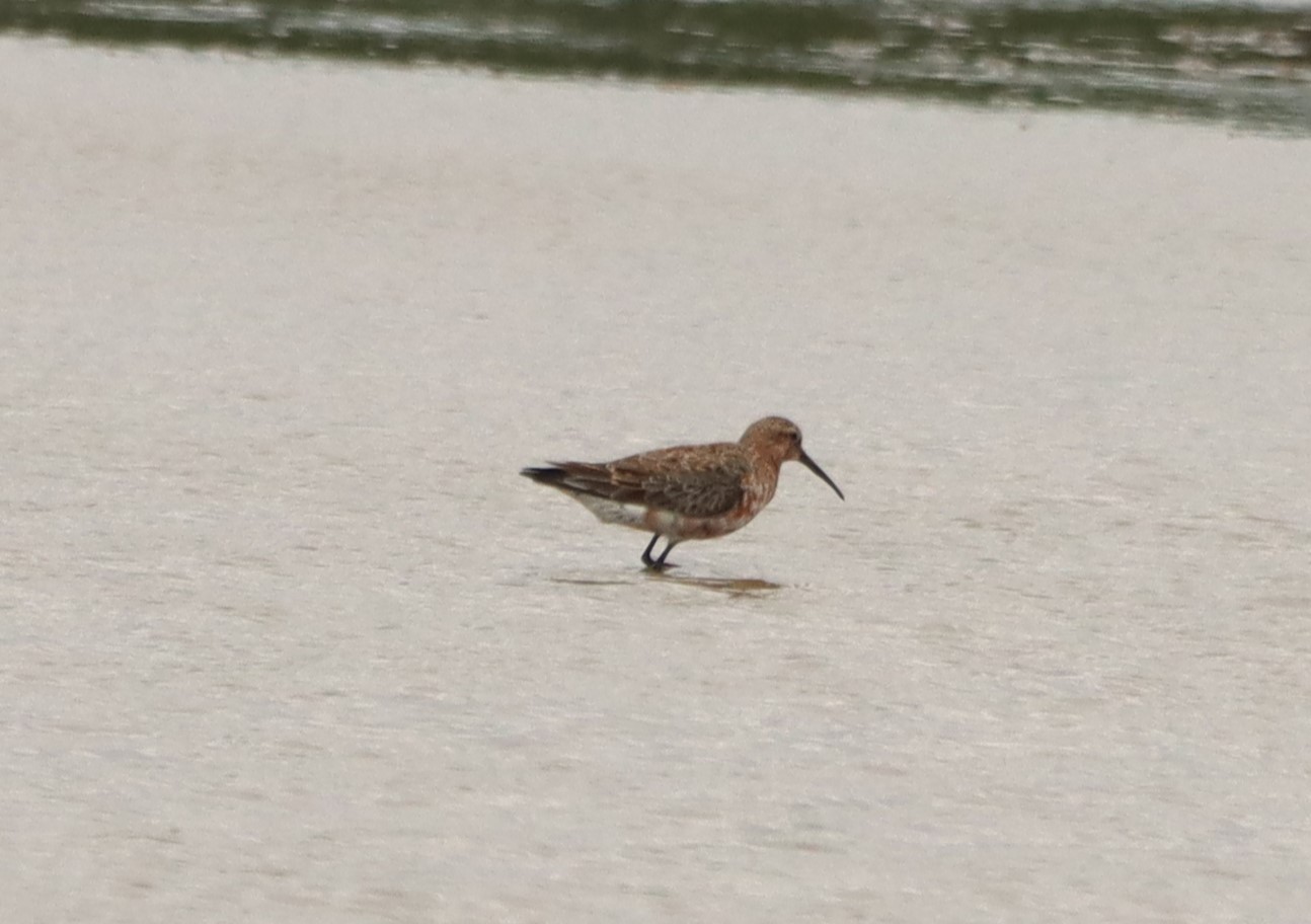 Curlew Sandpiper - 04-07-2026