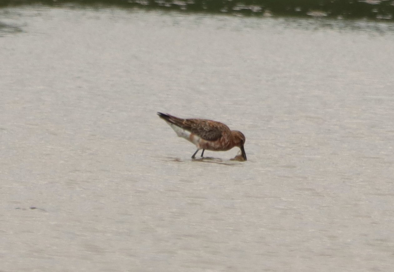 Curlew Sandpiper - 04-07-2026