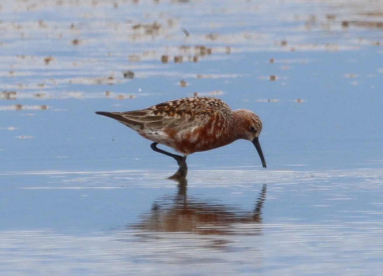 Curlew Sandpiper - 05-05-2023