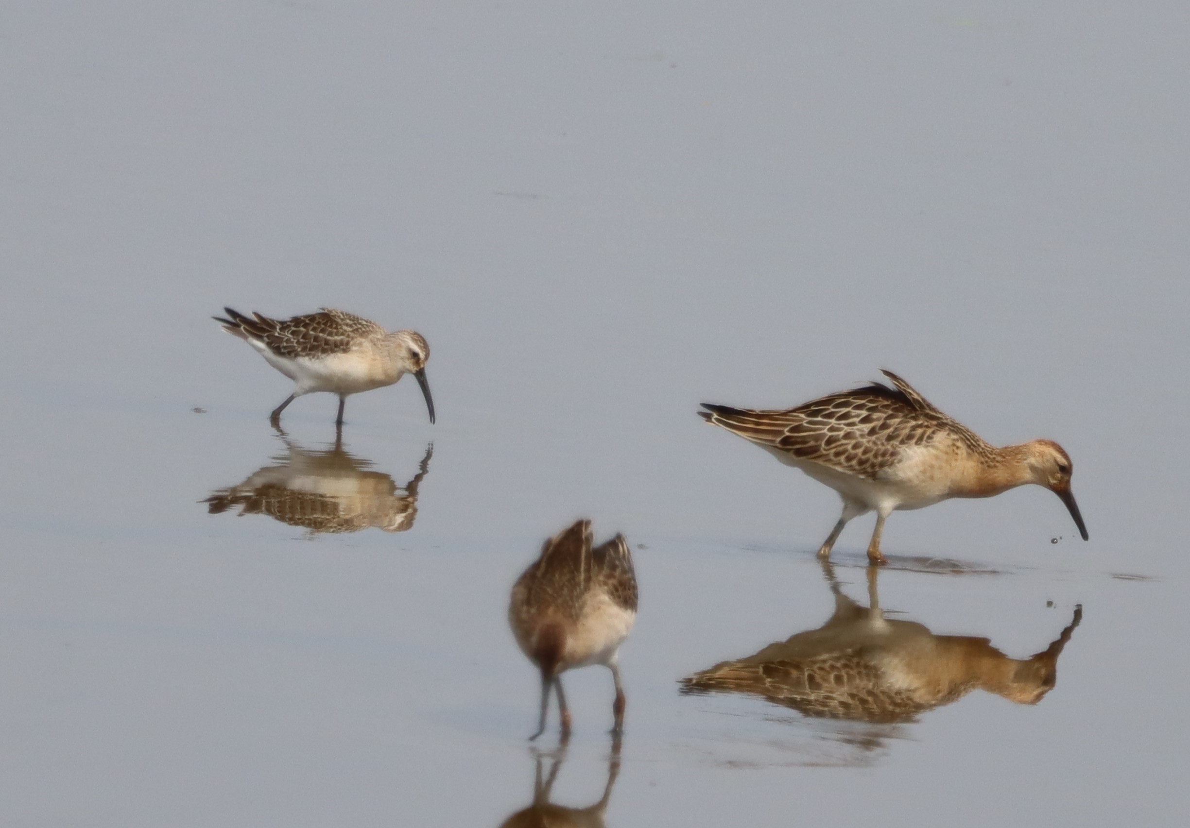 Curlew Sandpiper - 24-08-2023