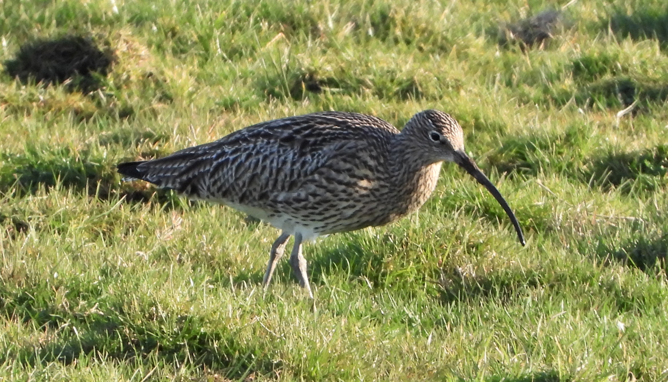 Curlew - 19-02-2022