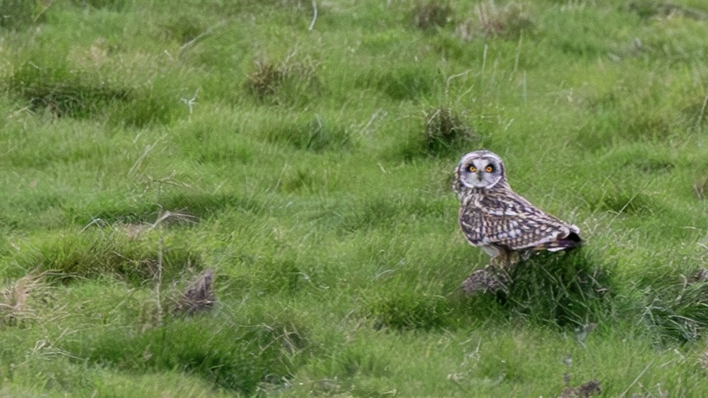 Short-eared Owl - 27-02-2024