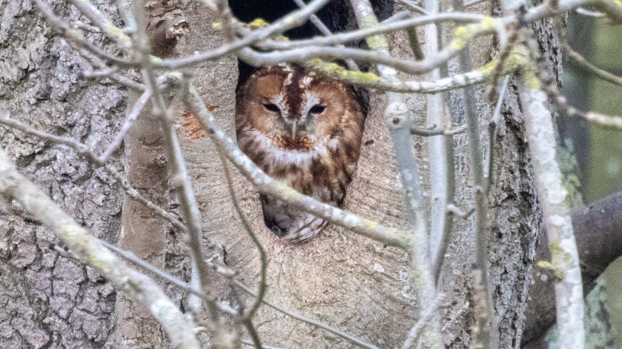 Tawny Owl - 25-03-2024