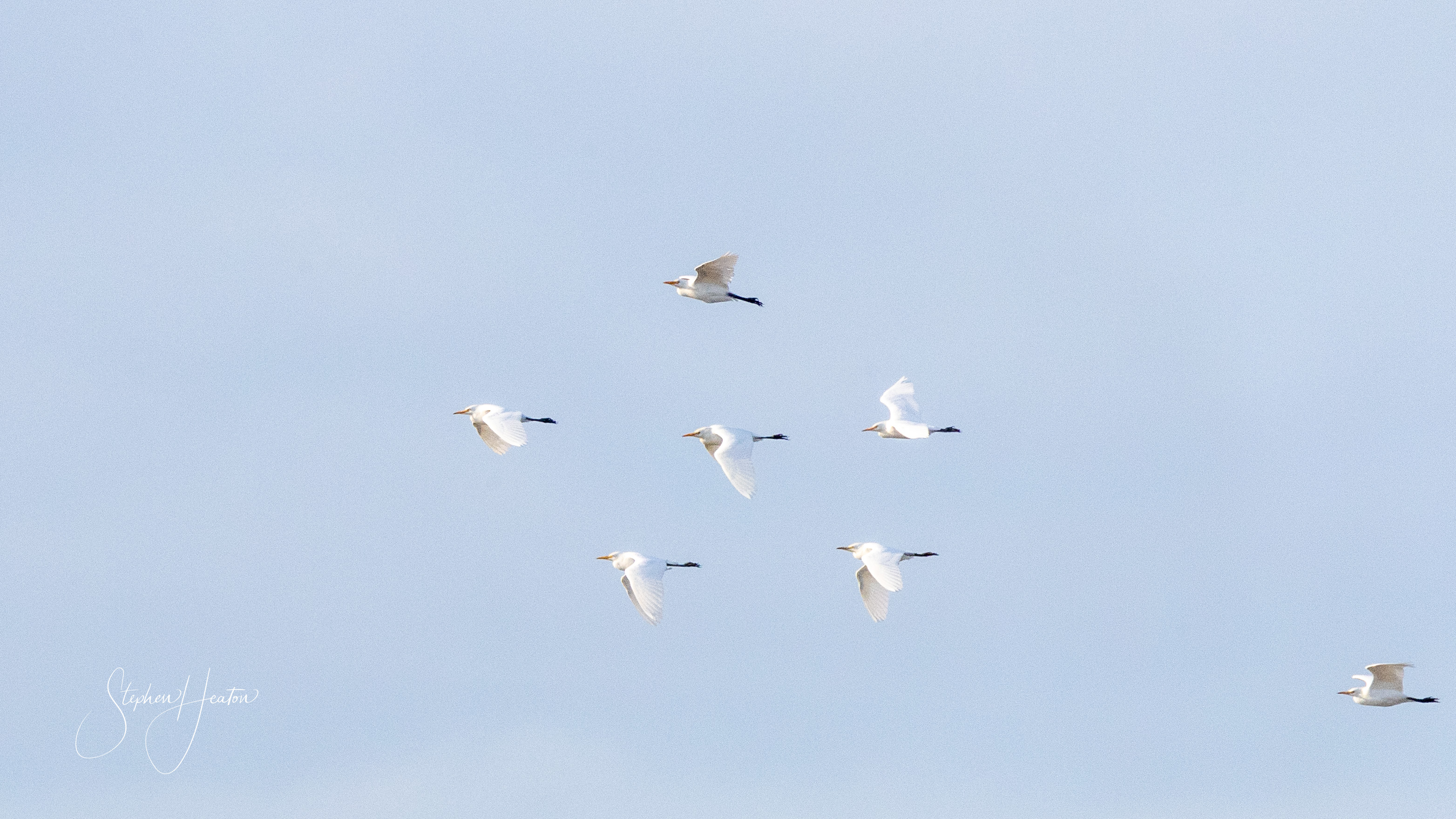 Cattle Egret - 03-10-2023