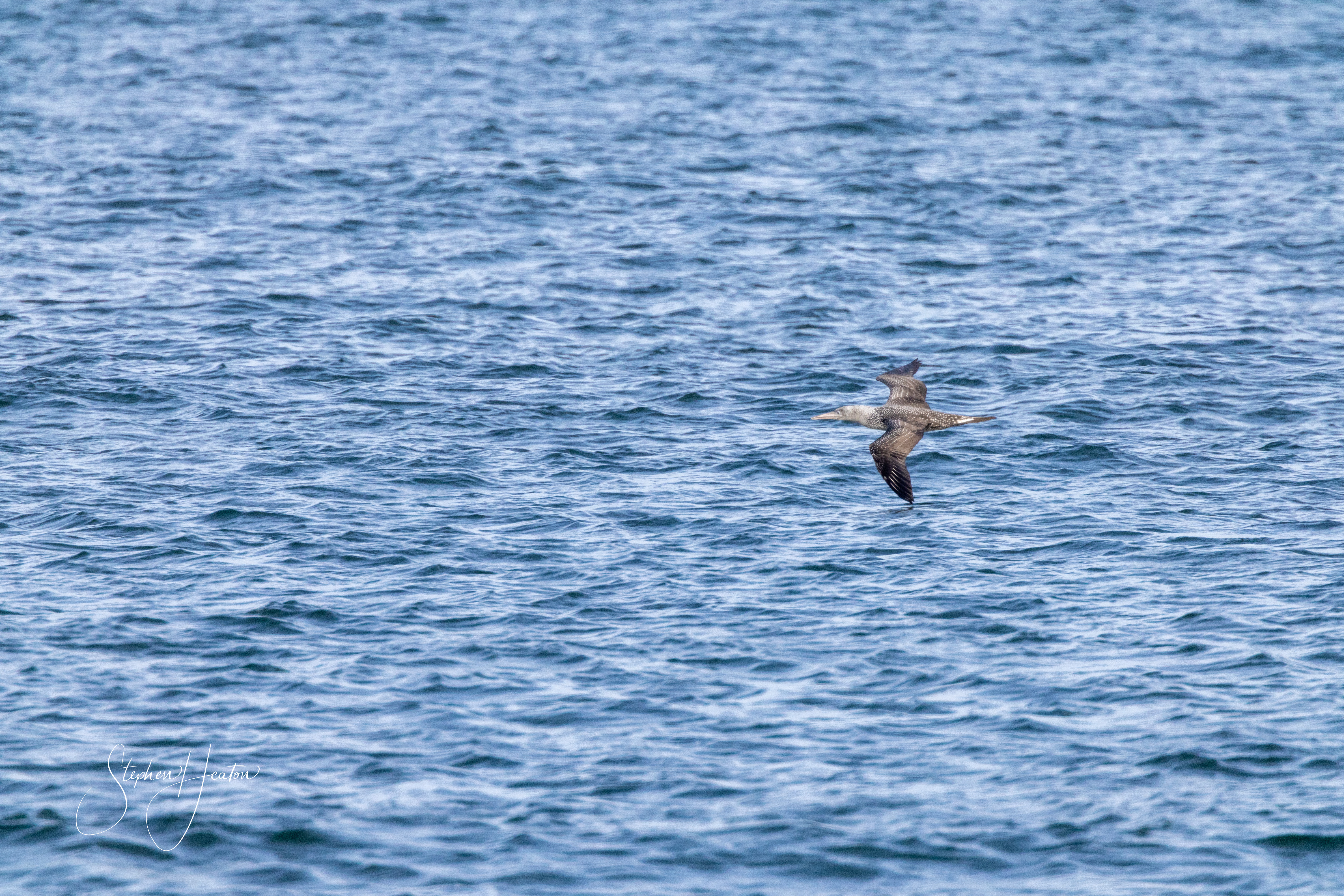 Gannet - 05-10-2023