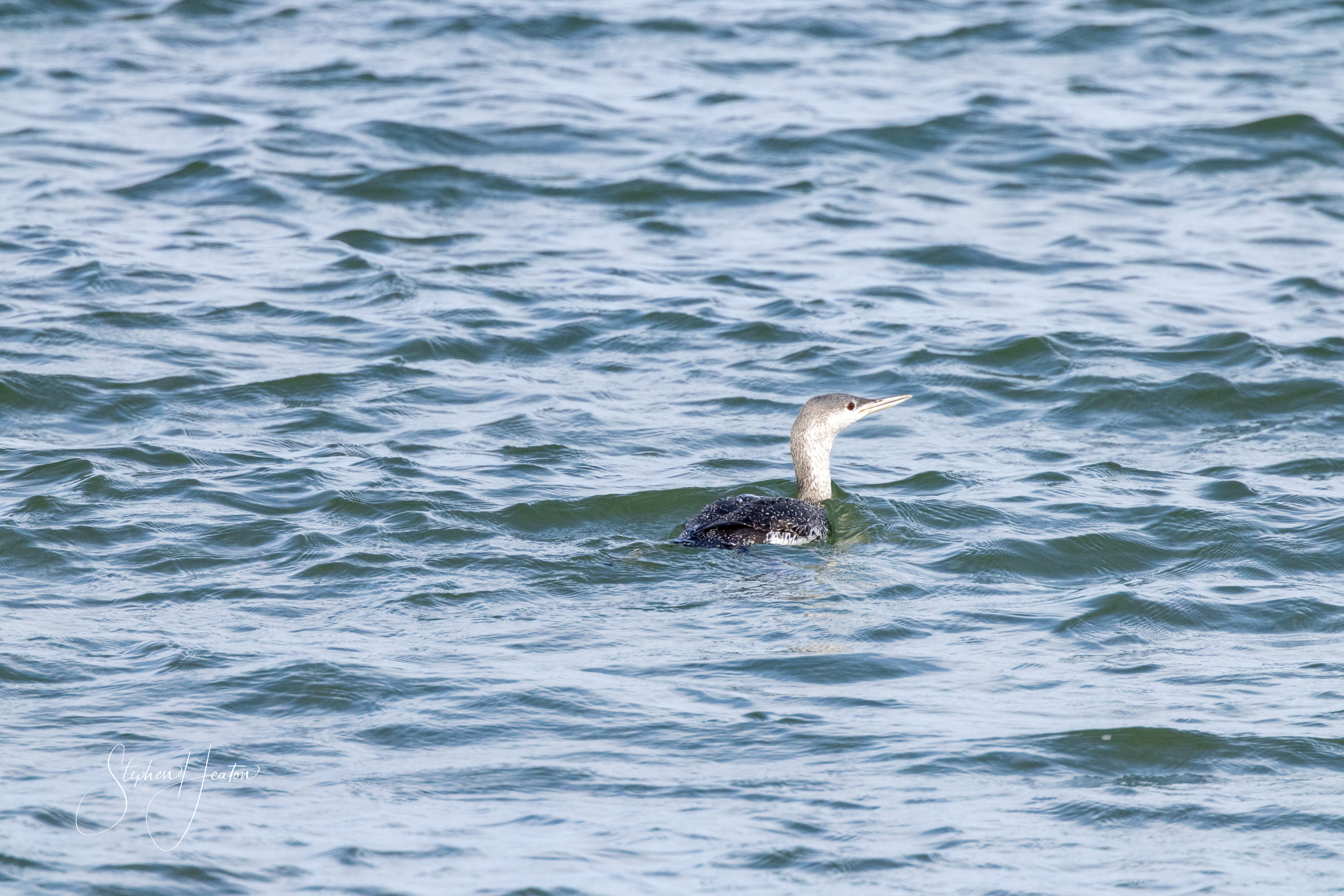 Red-throated Diver - 05-10-2023