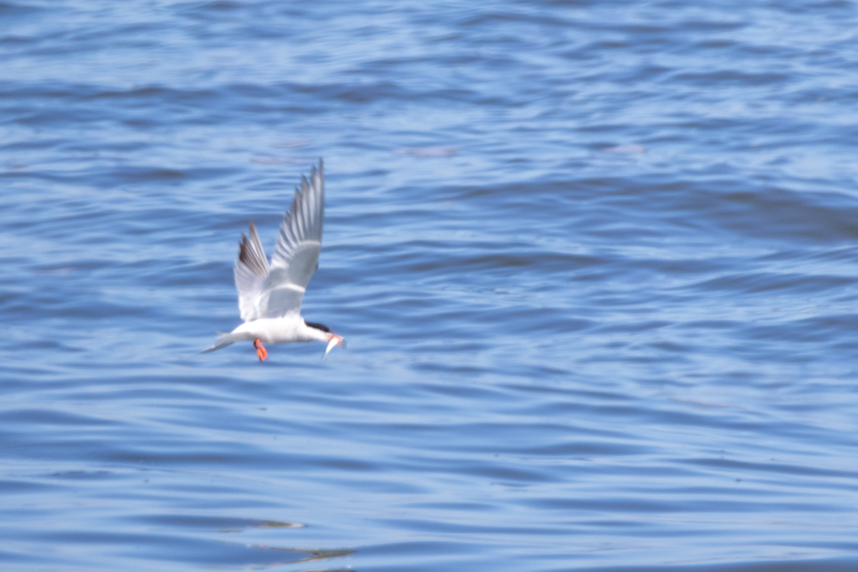 Common Tern - 25-06-2024