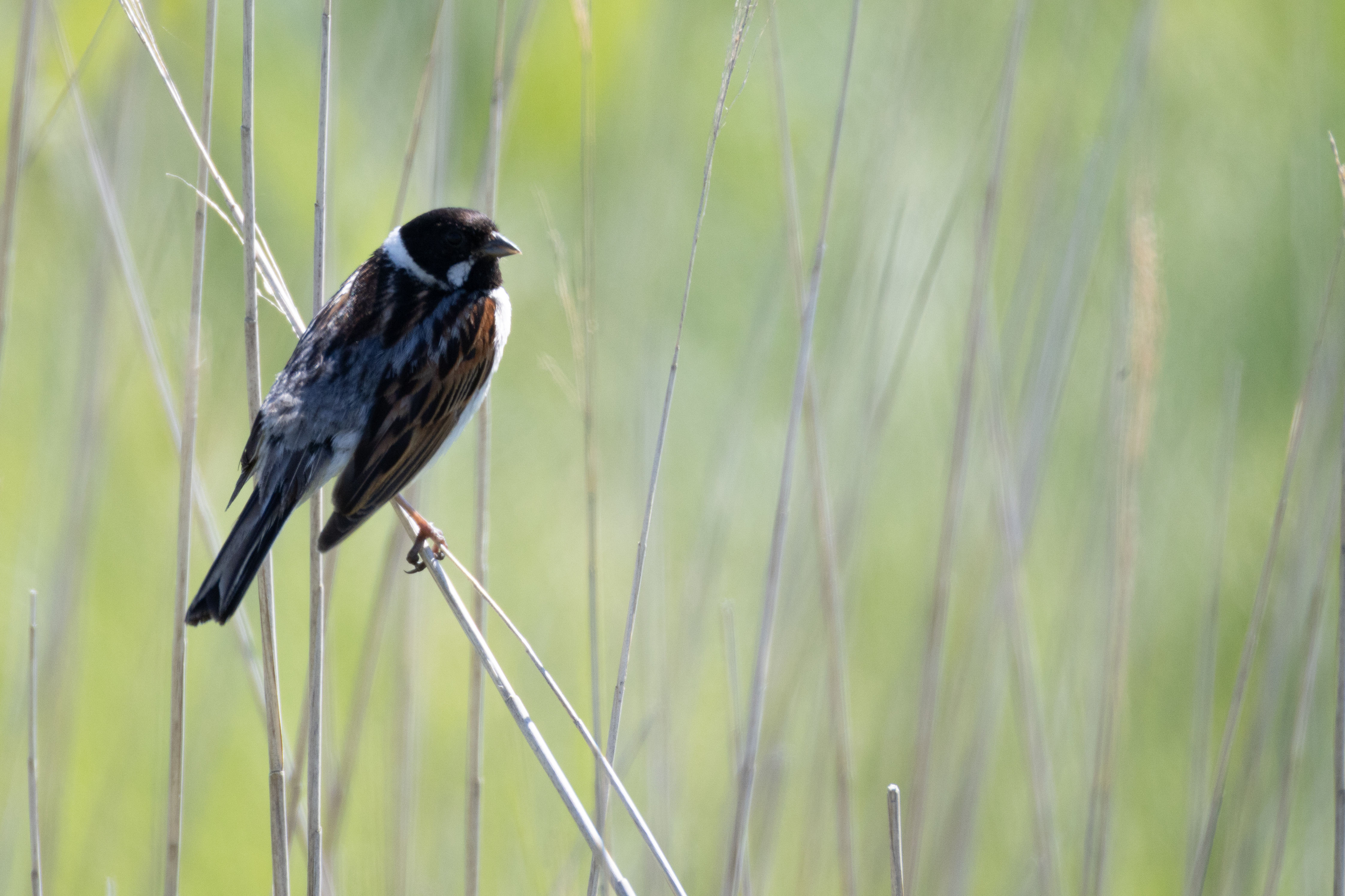 Reed Bunting - 25-06-2024