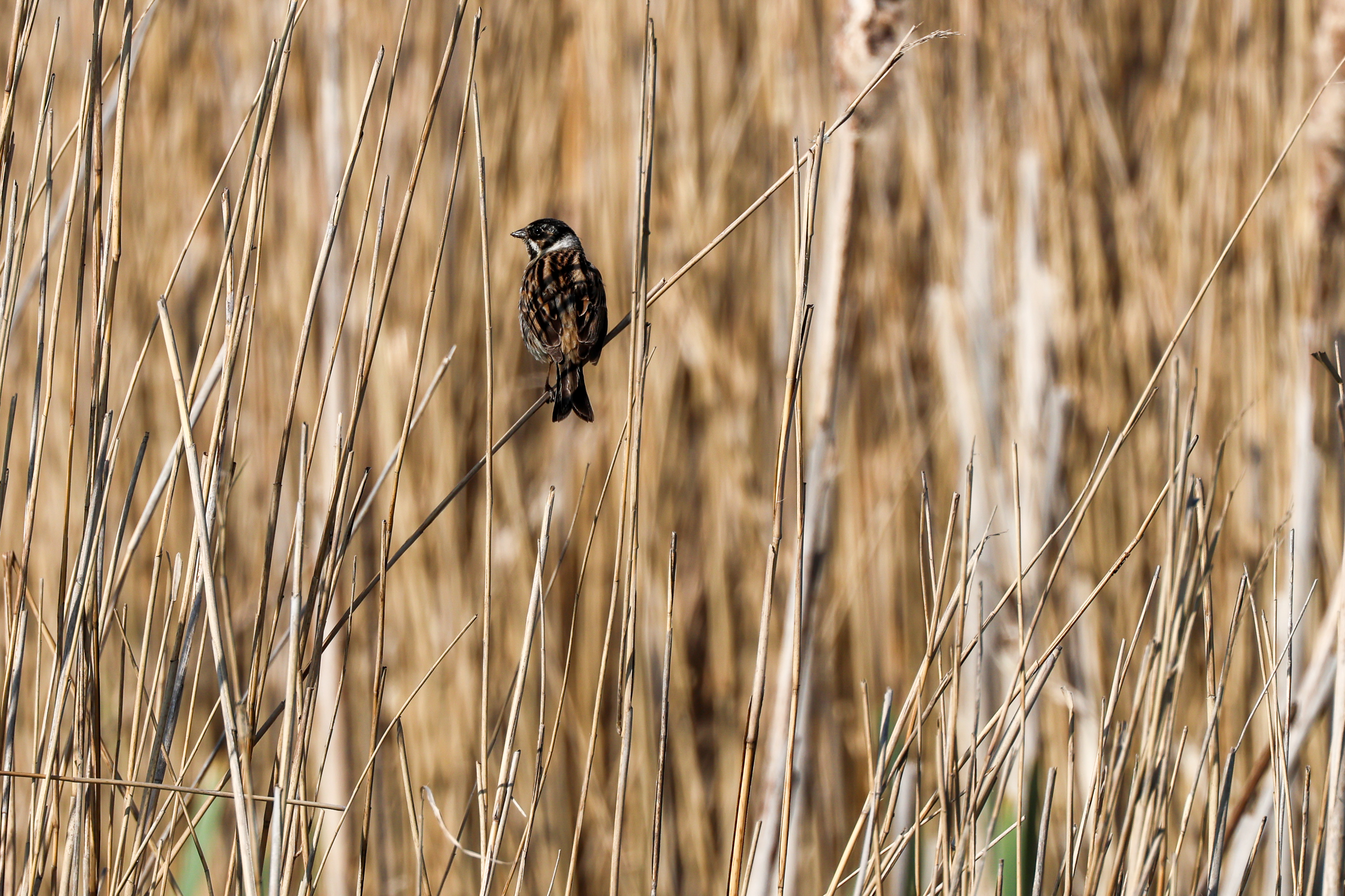 Reed Bunting - 25-04-2023