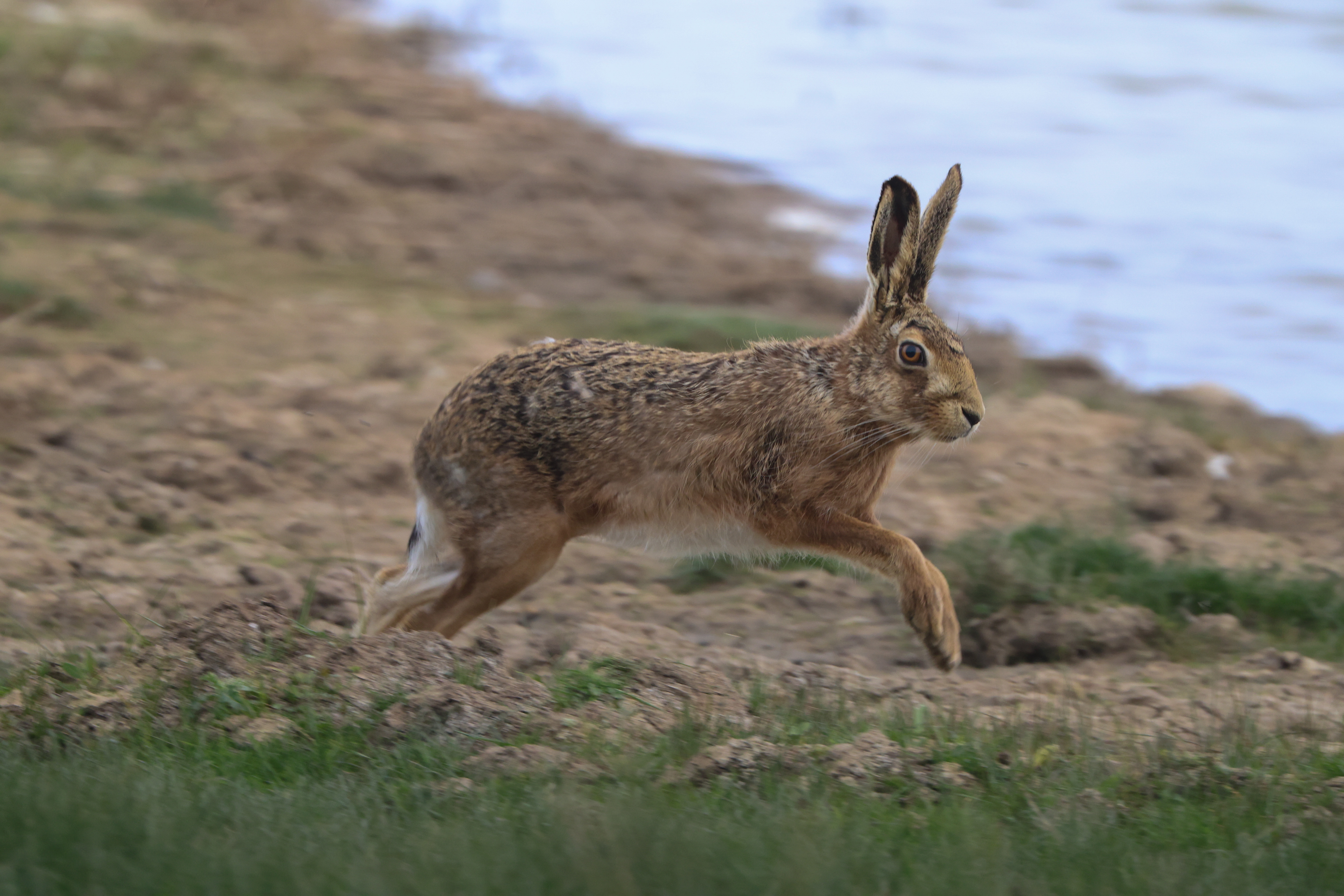 Brown Hare - 27-04-2023