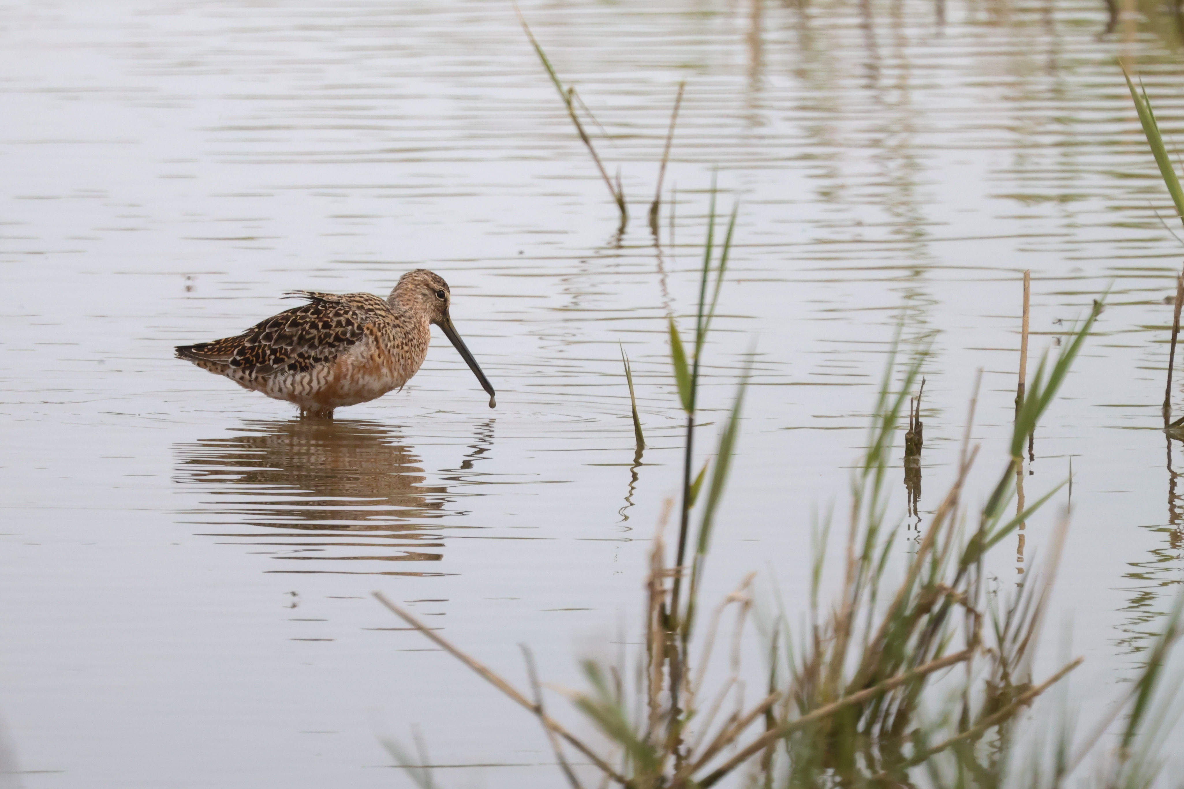 Long-billed Dowitcher - 27-04-2023