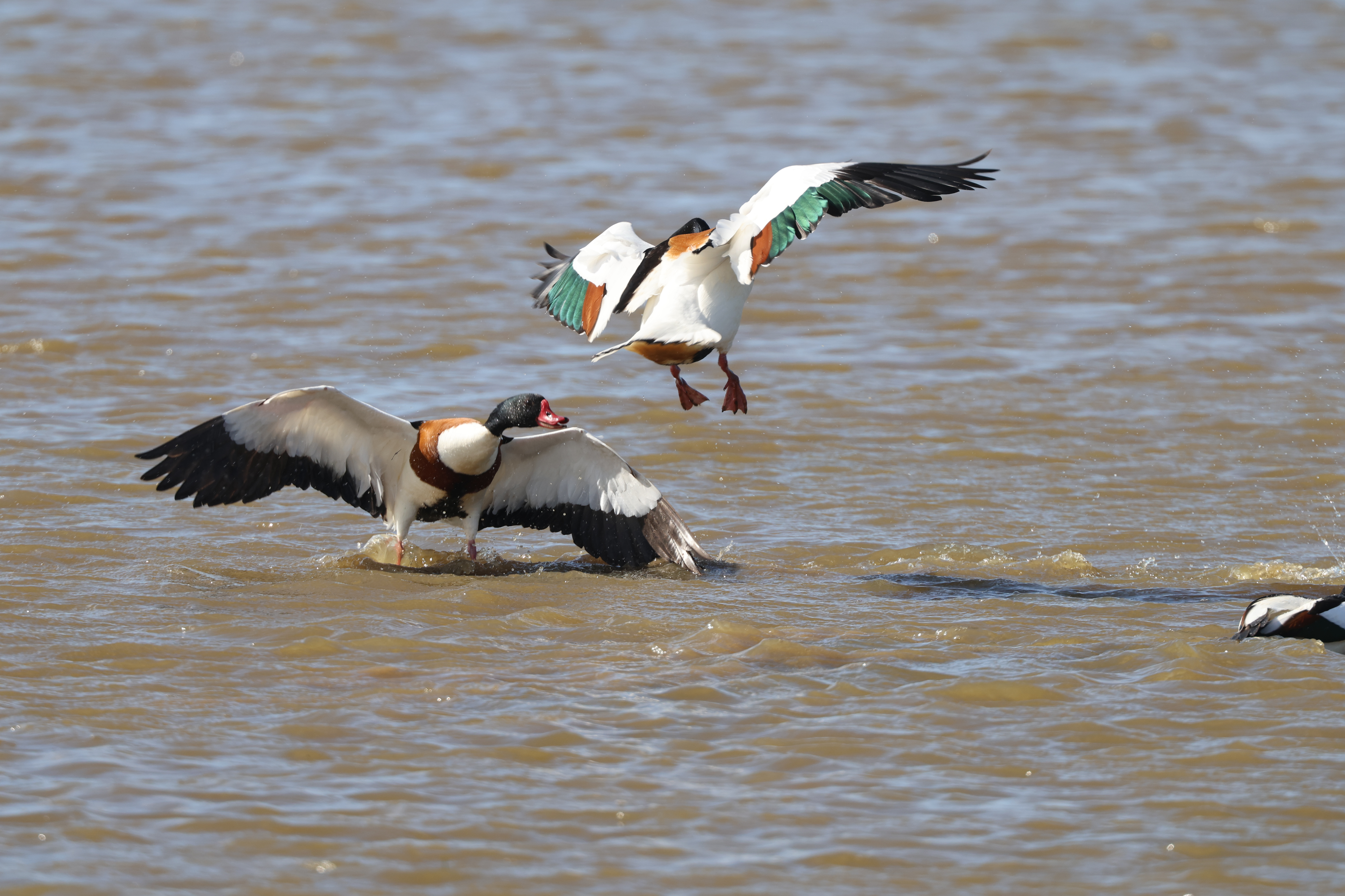 Shelduck - 15-05-2023