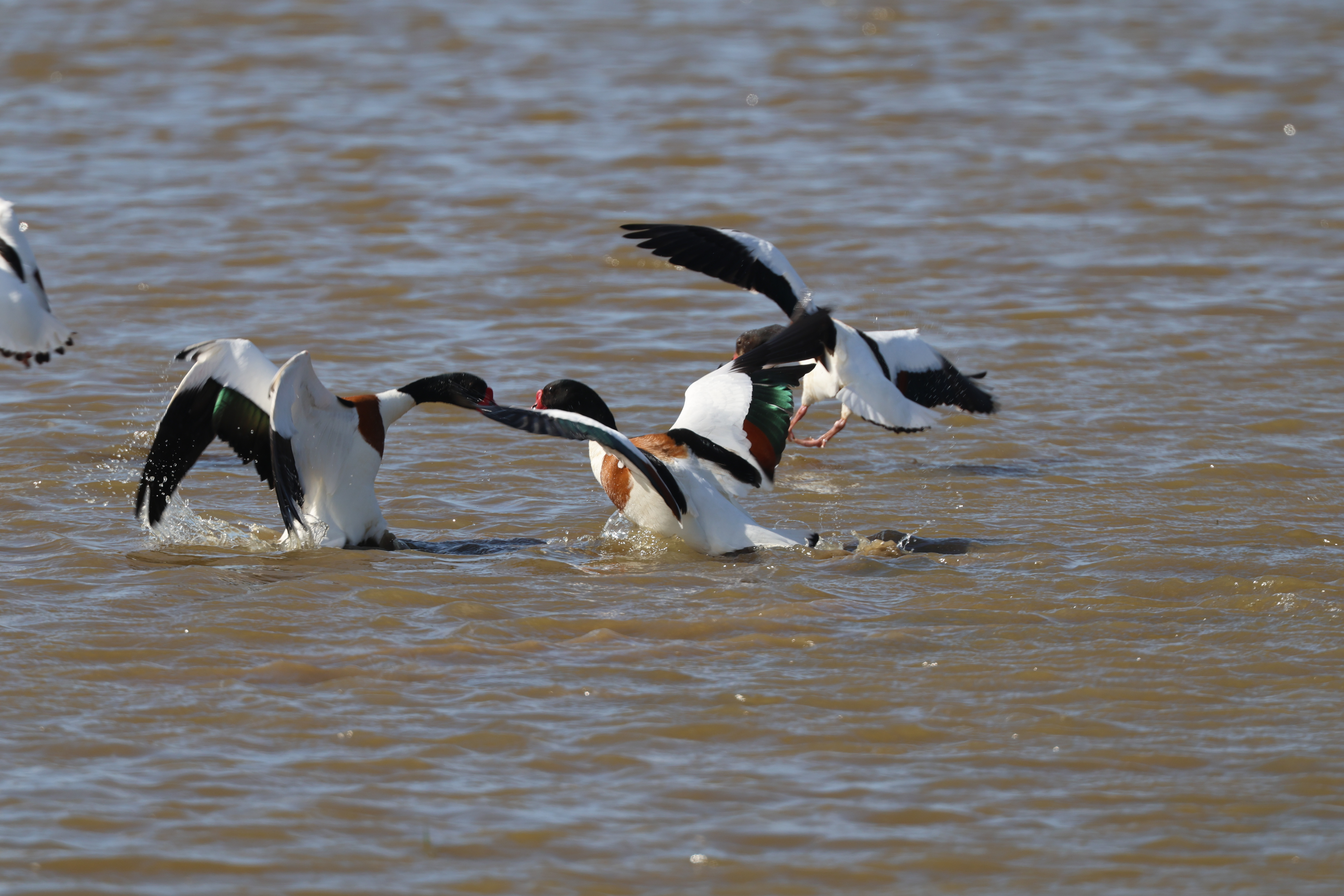 Shelduck - 15-05-2023