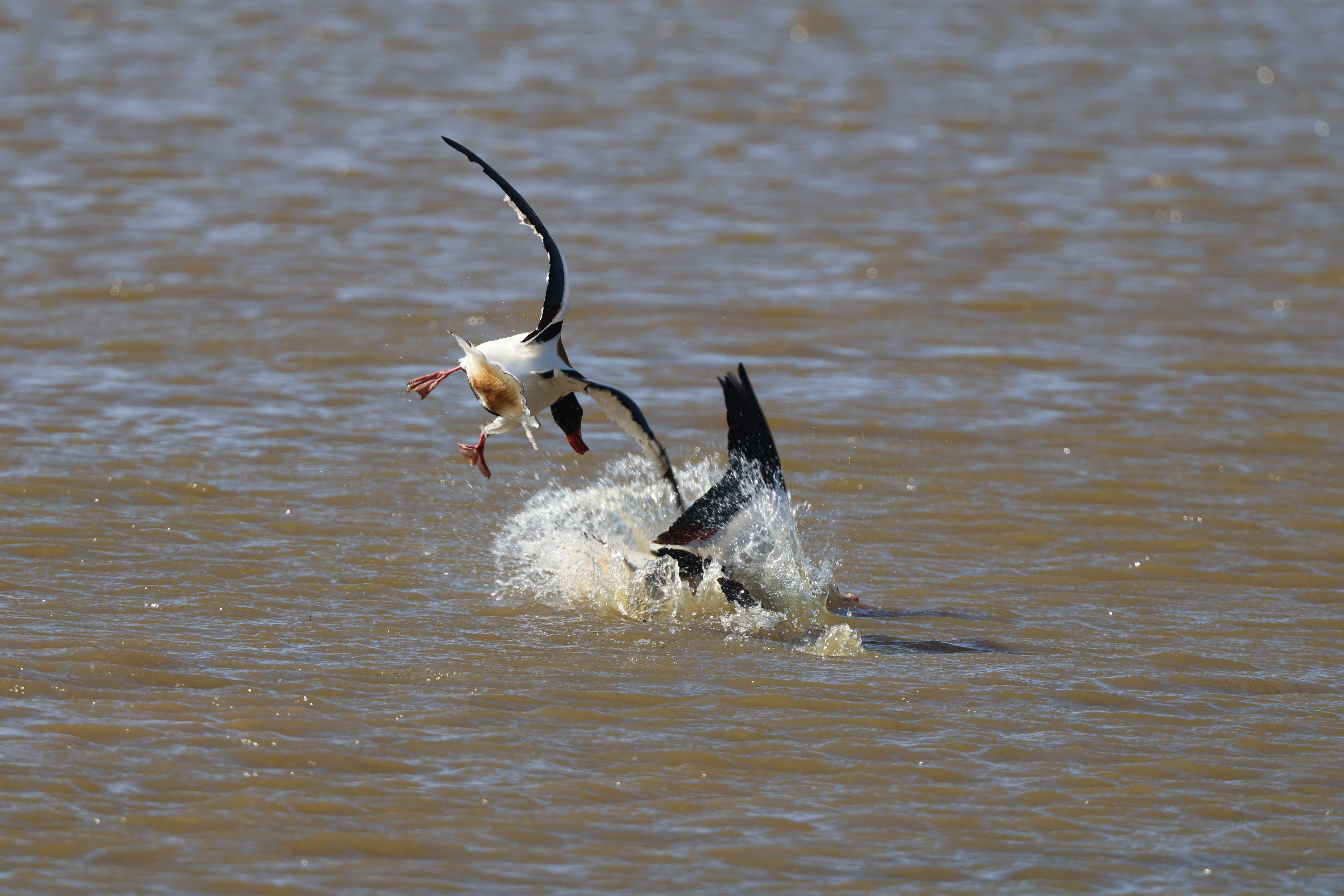 Shelduck - 15-05-2023