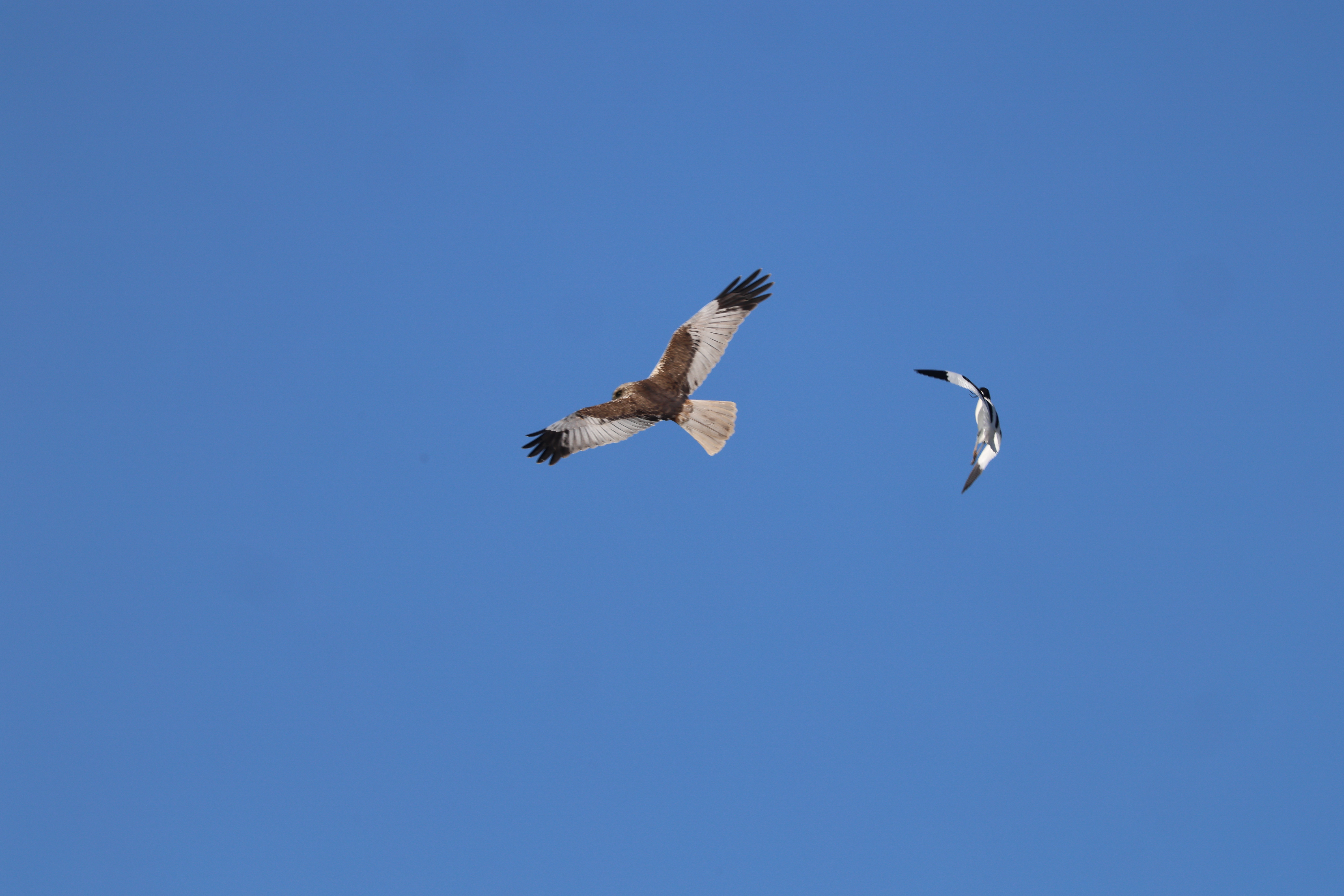 Marsh Harrier - 15-05-2023