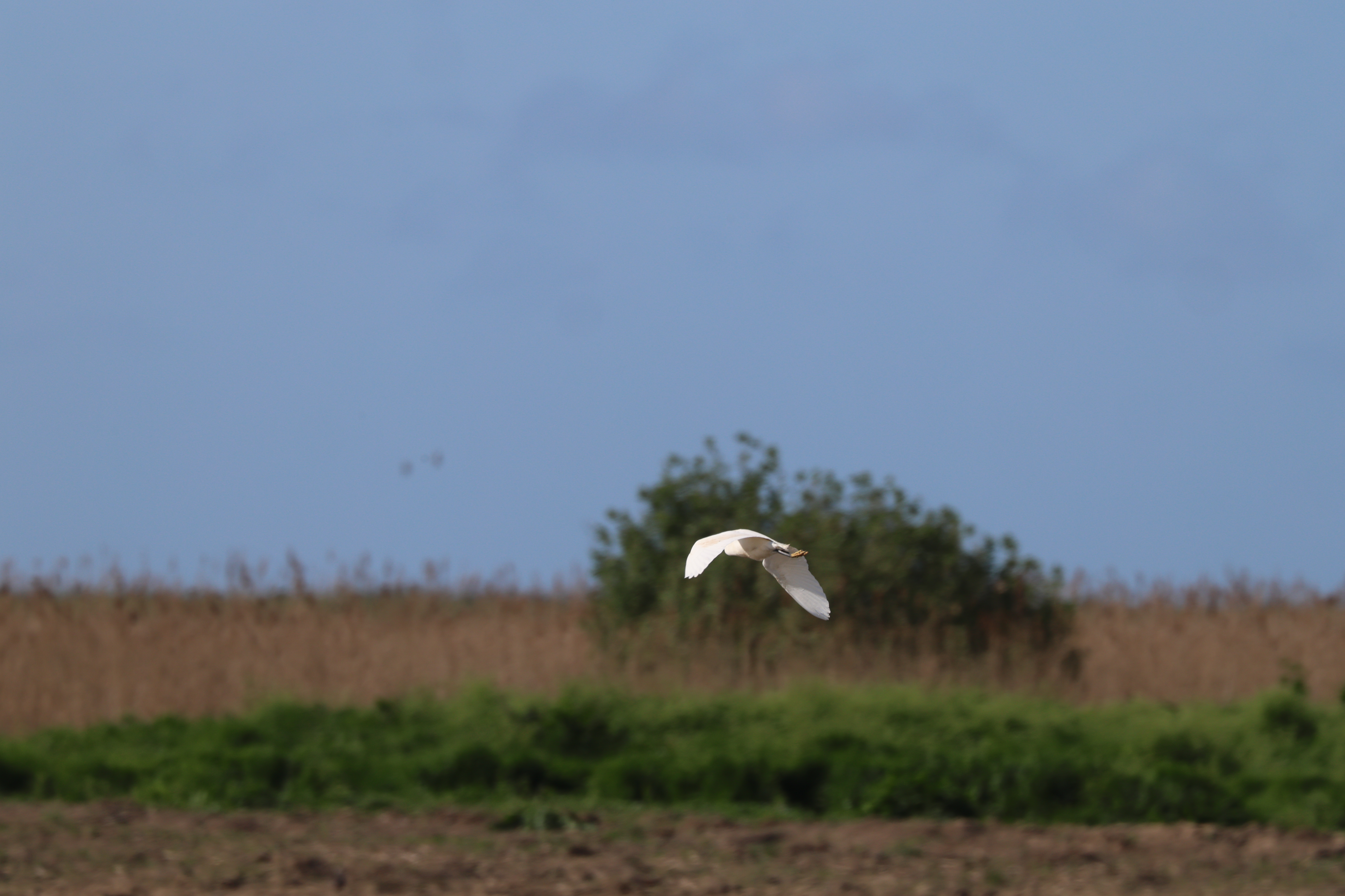 Little Egret - 15-05-2023