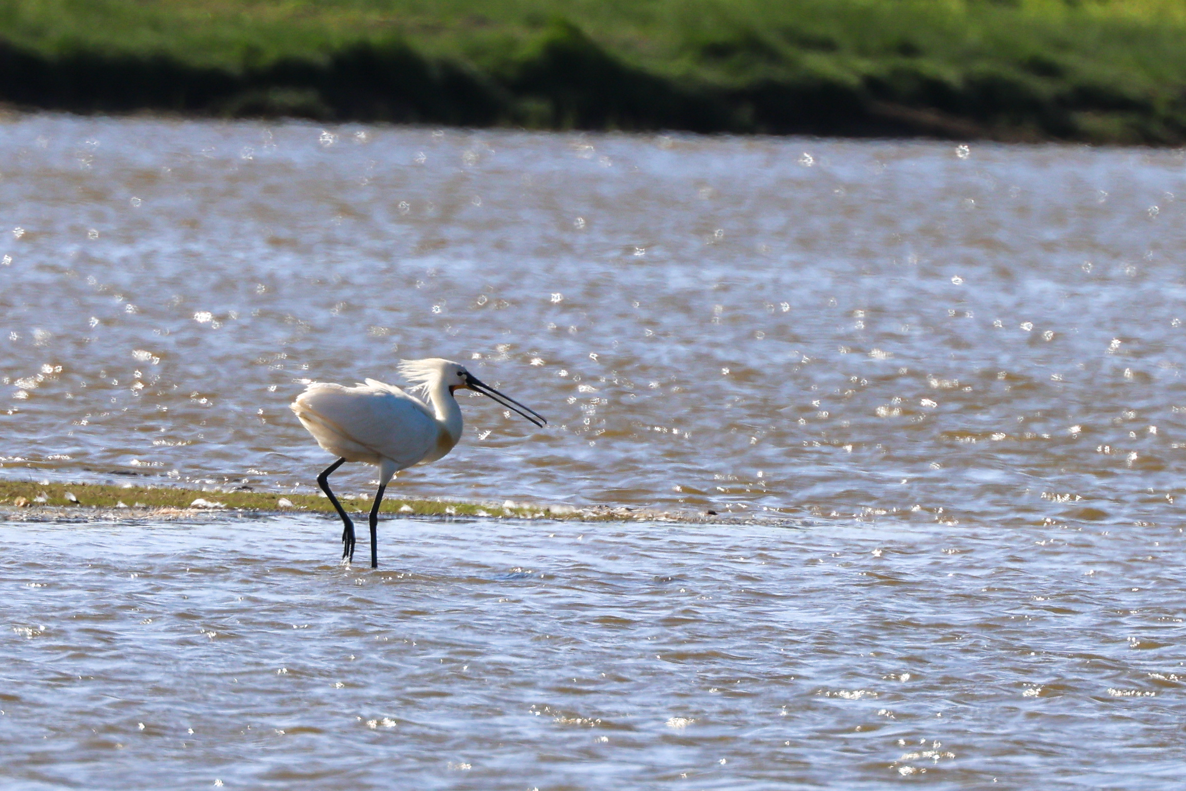 Spoonbill - 15-05-2023