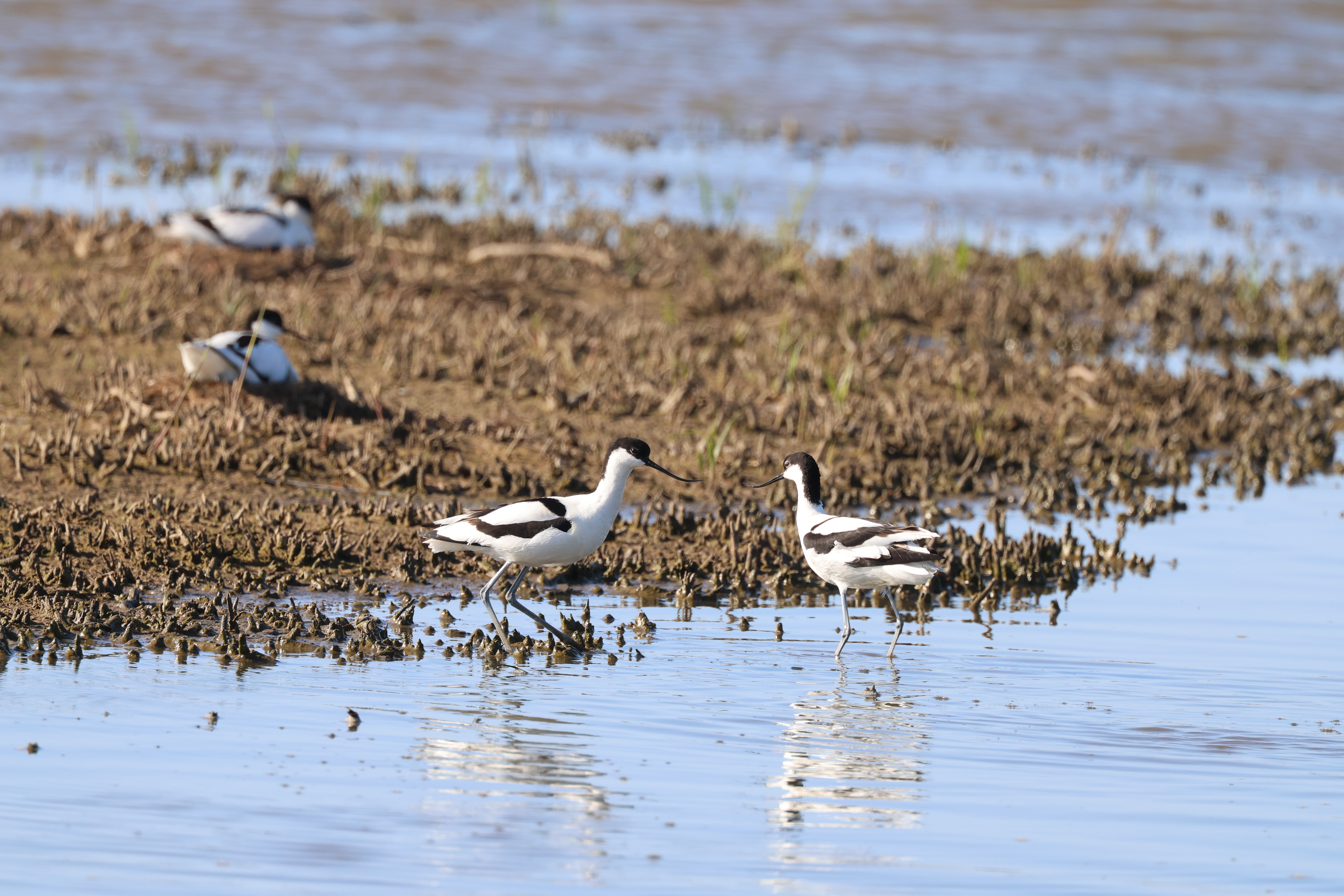 Avocet - 15-05-2023