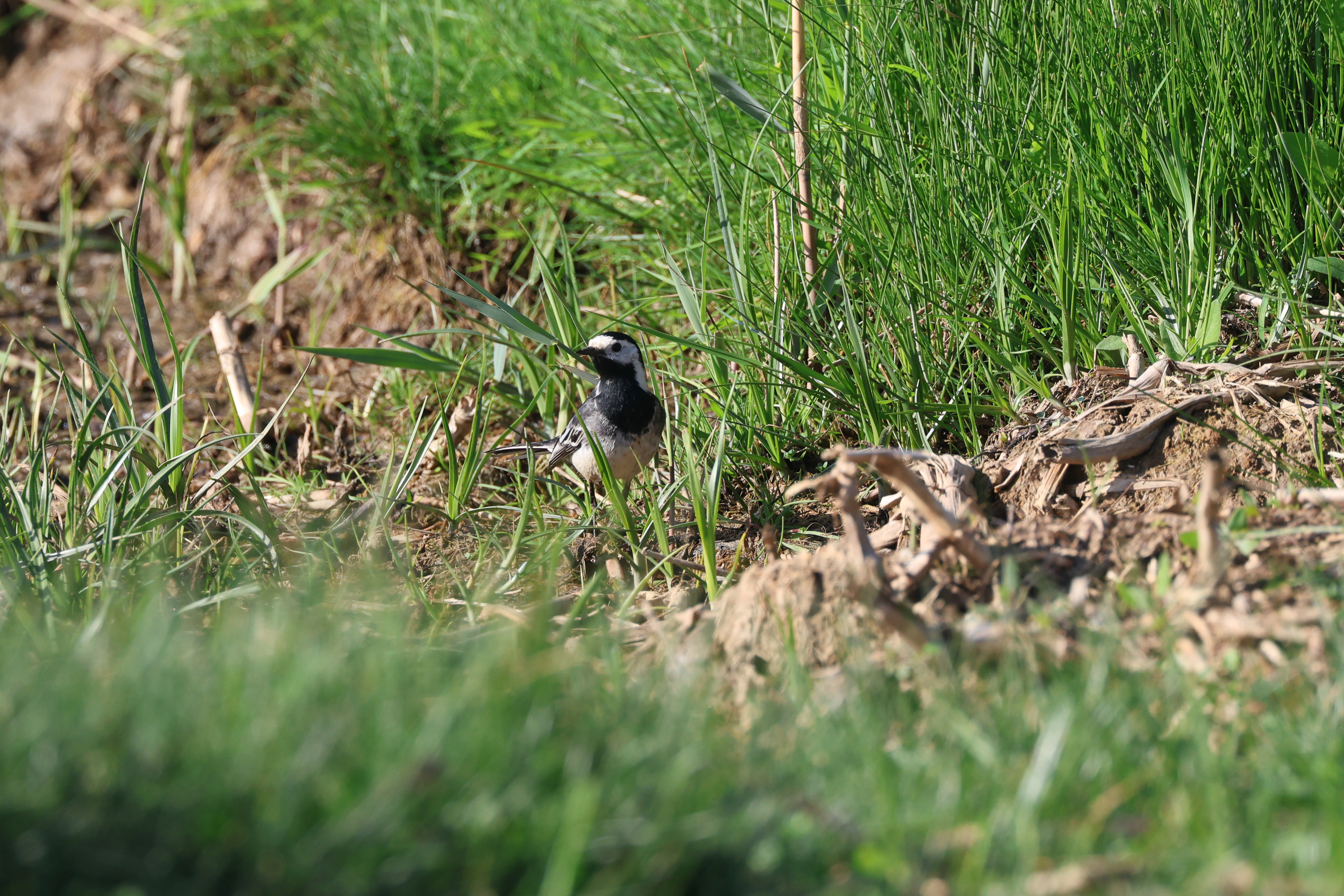 Pied Wagtail - 15-05-2023