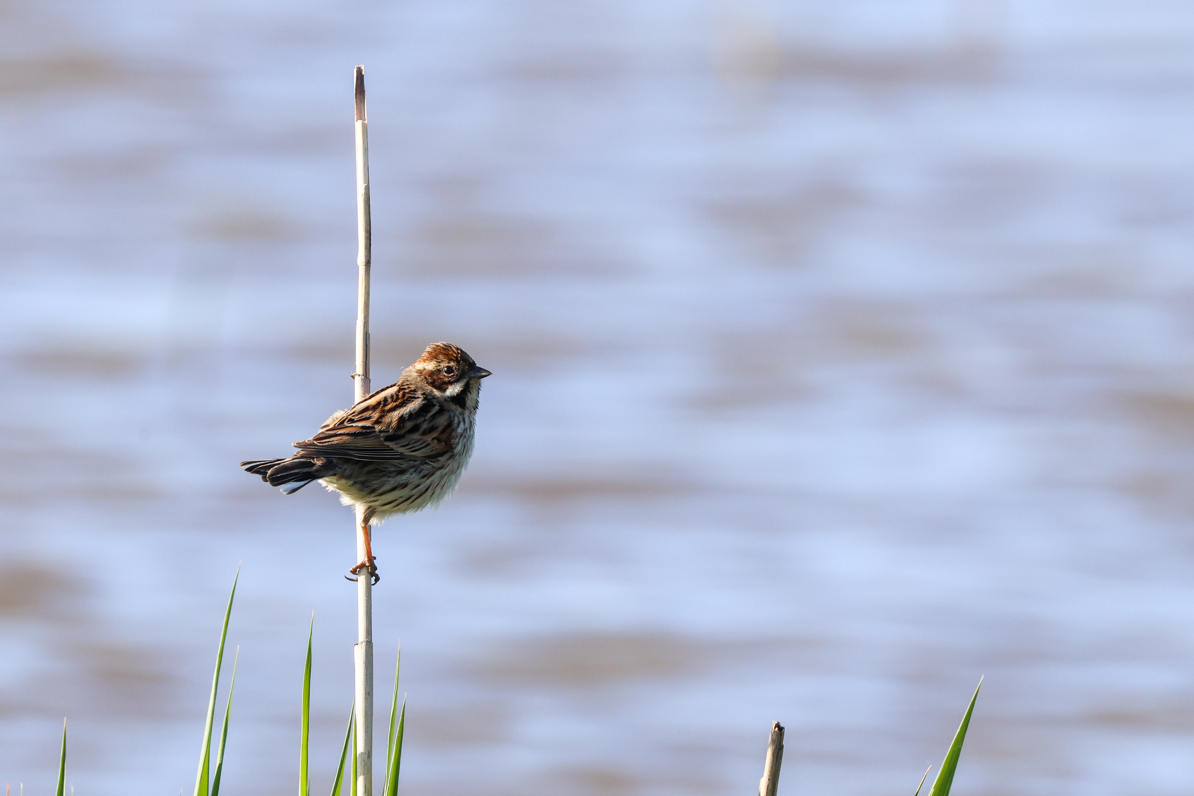 Meadow Pipit - 15-05-2023