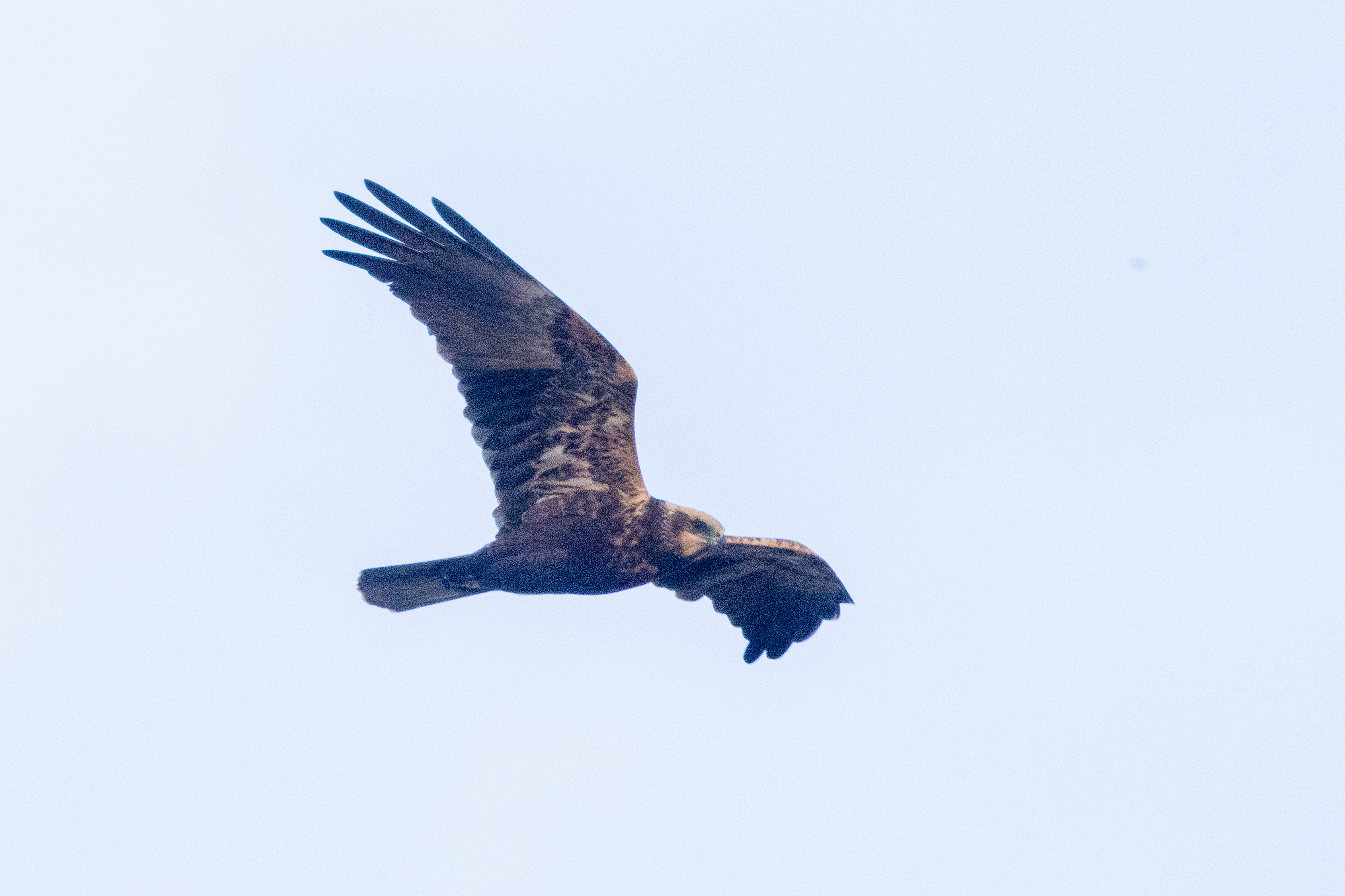 Marsh Harrier - 06-11-2023